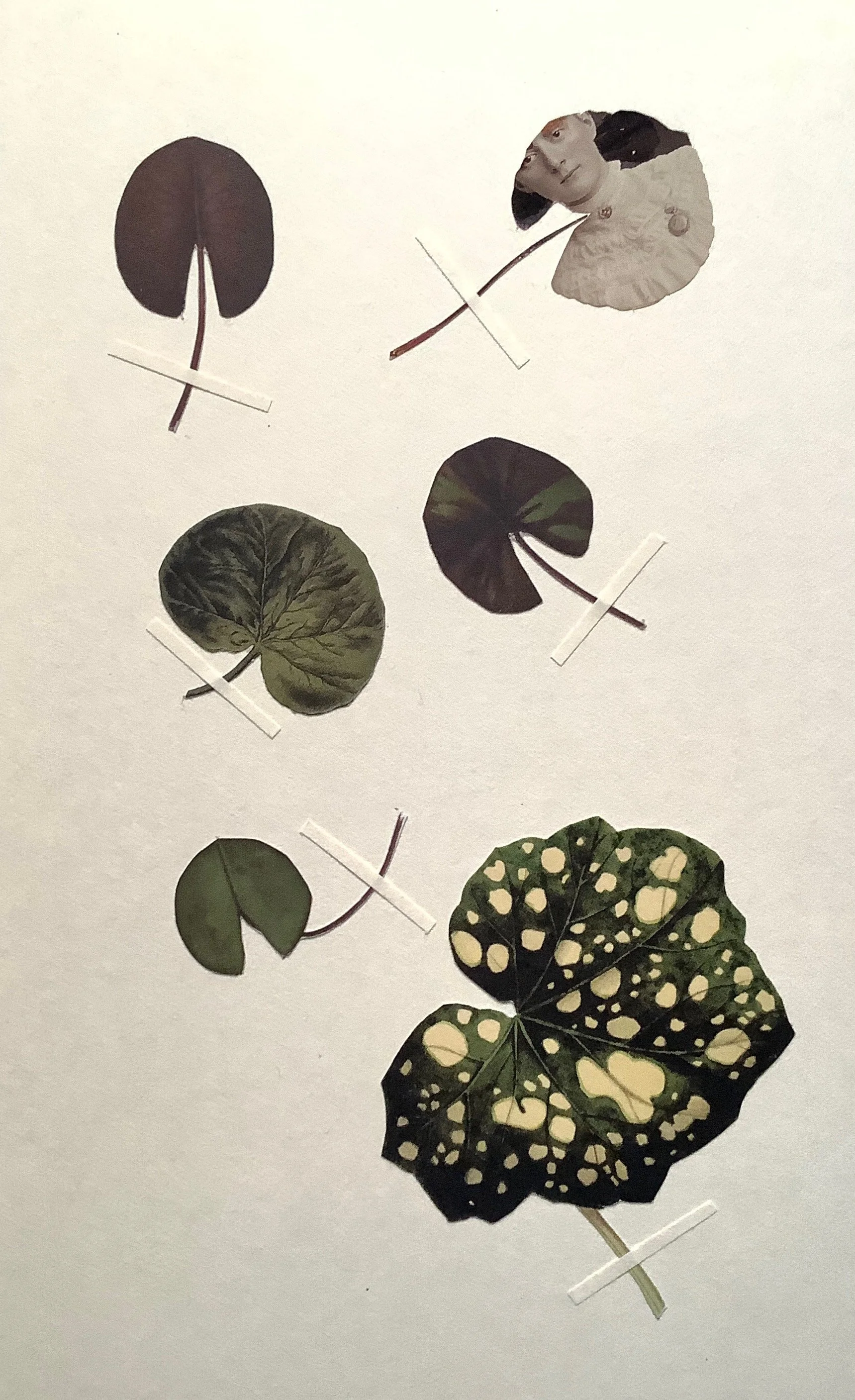 Herbarium SoulCollage Card by Sunny Koch