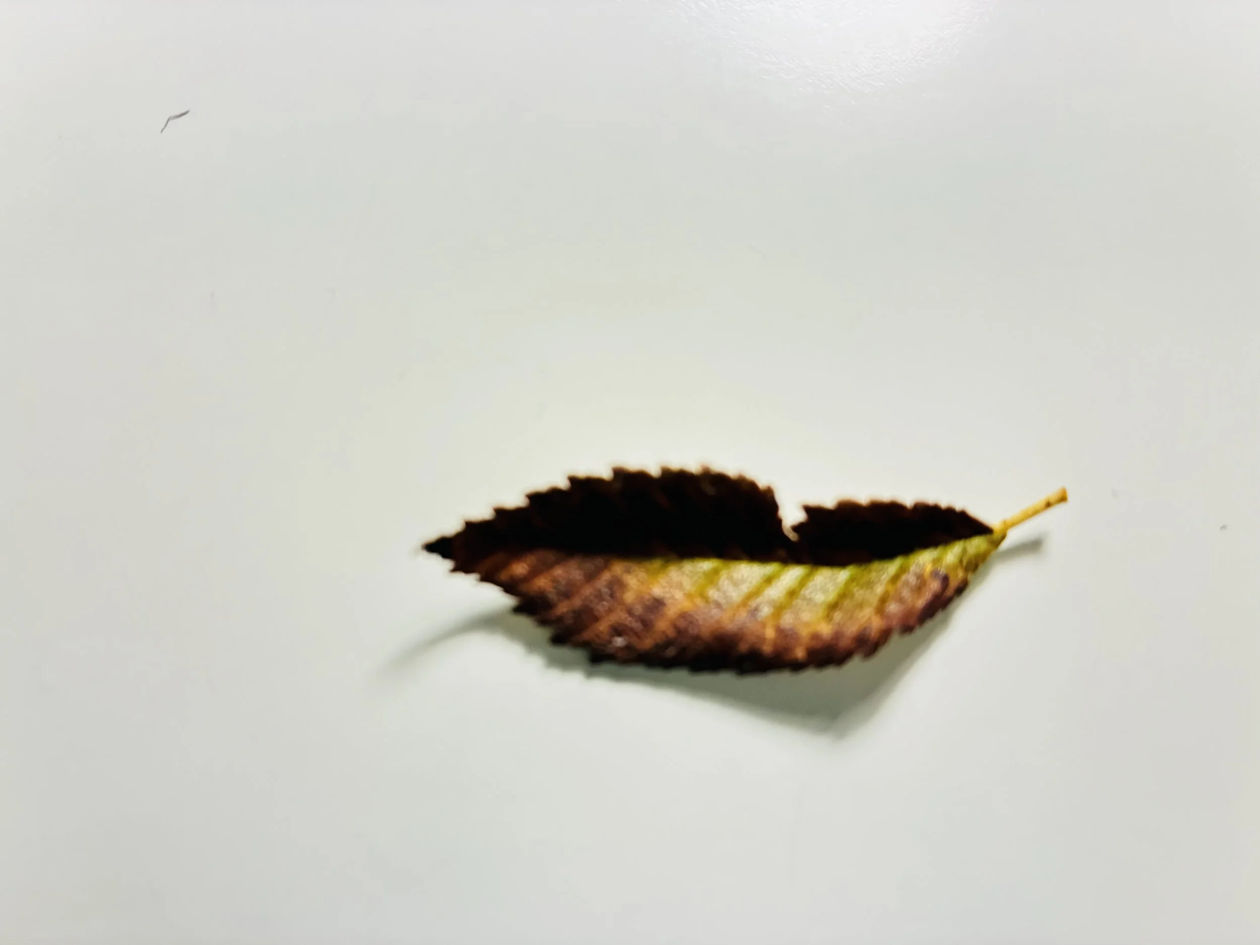 Leaf & Lip