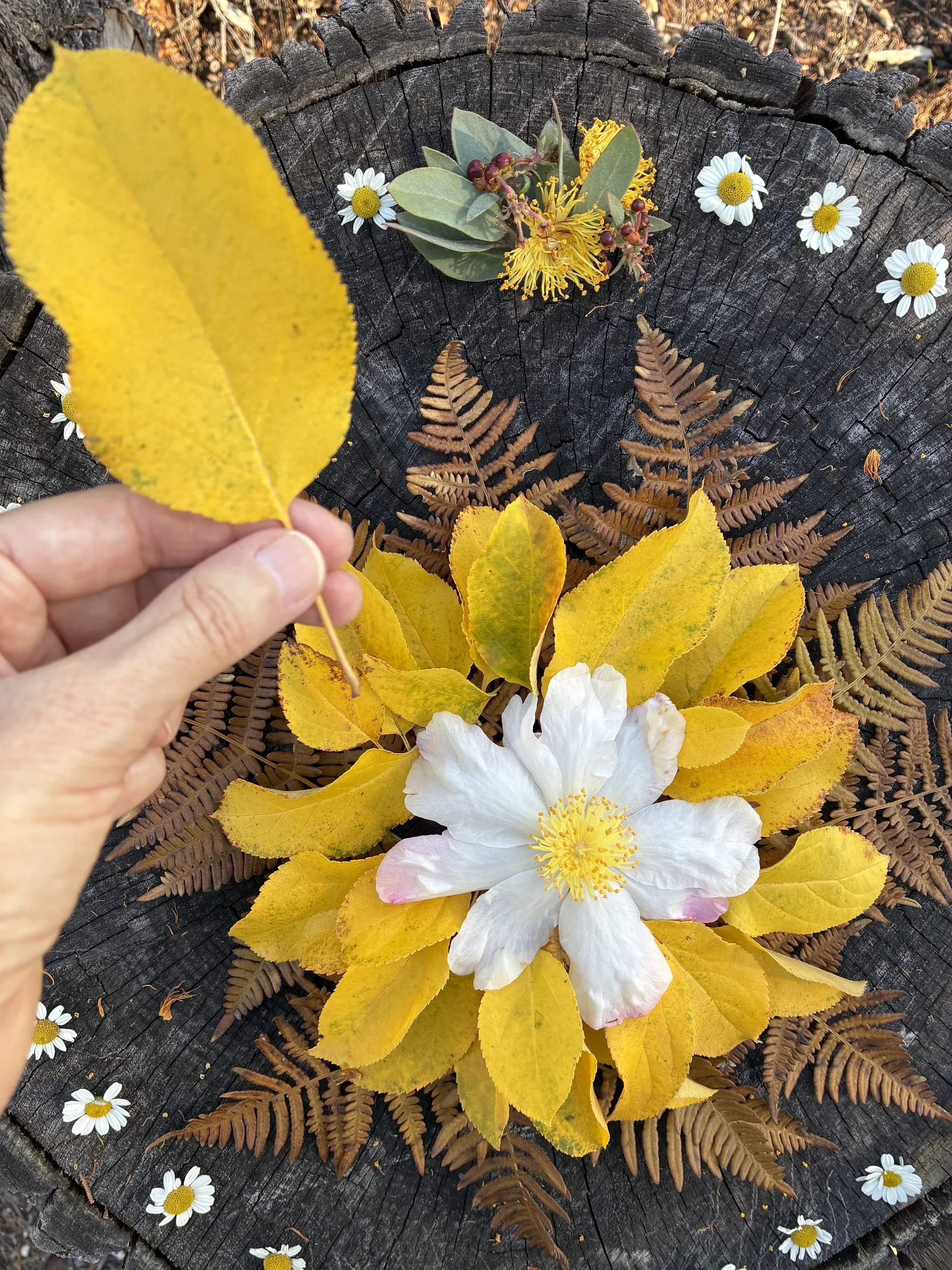 Wild Assemblage