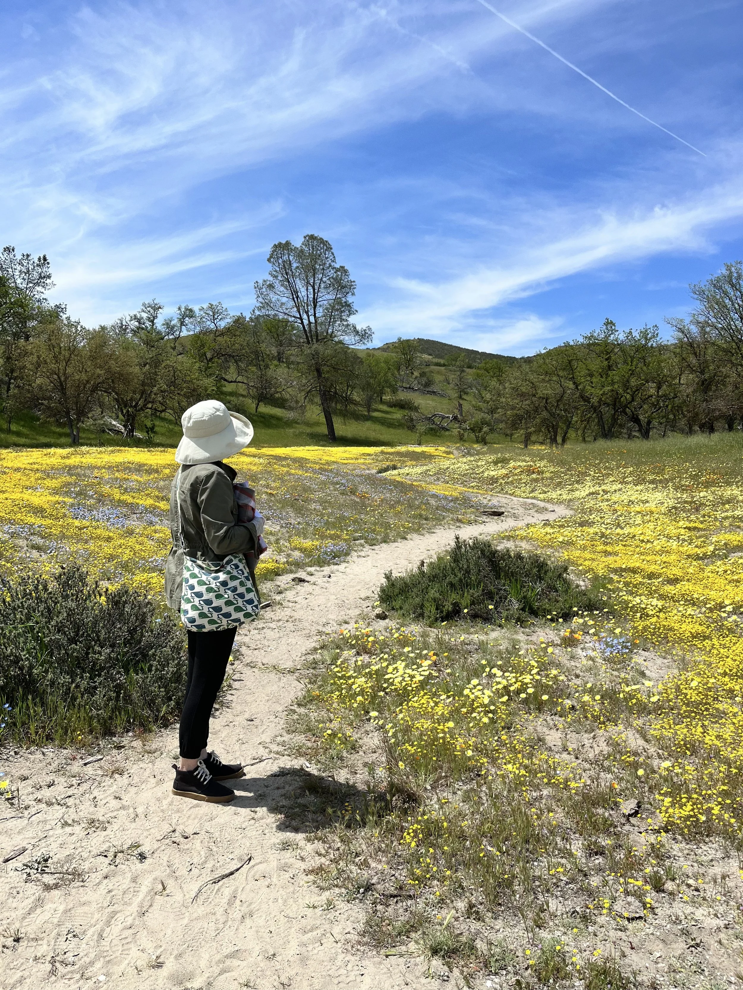 Sunny in Wildflower Field