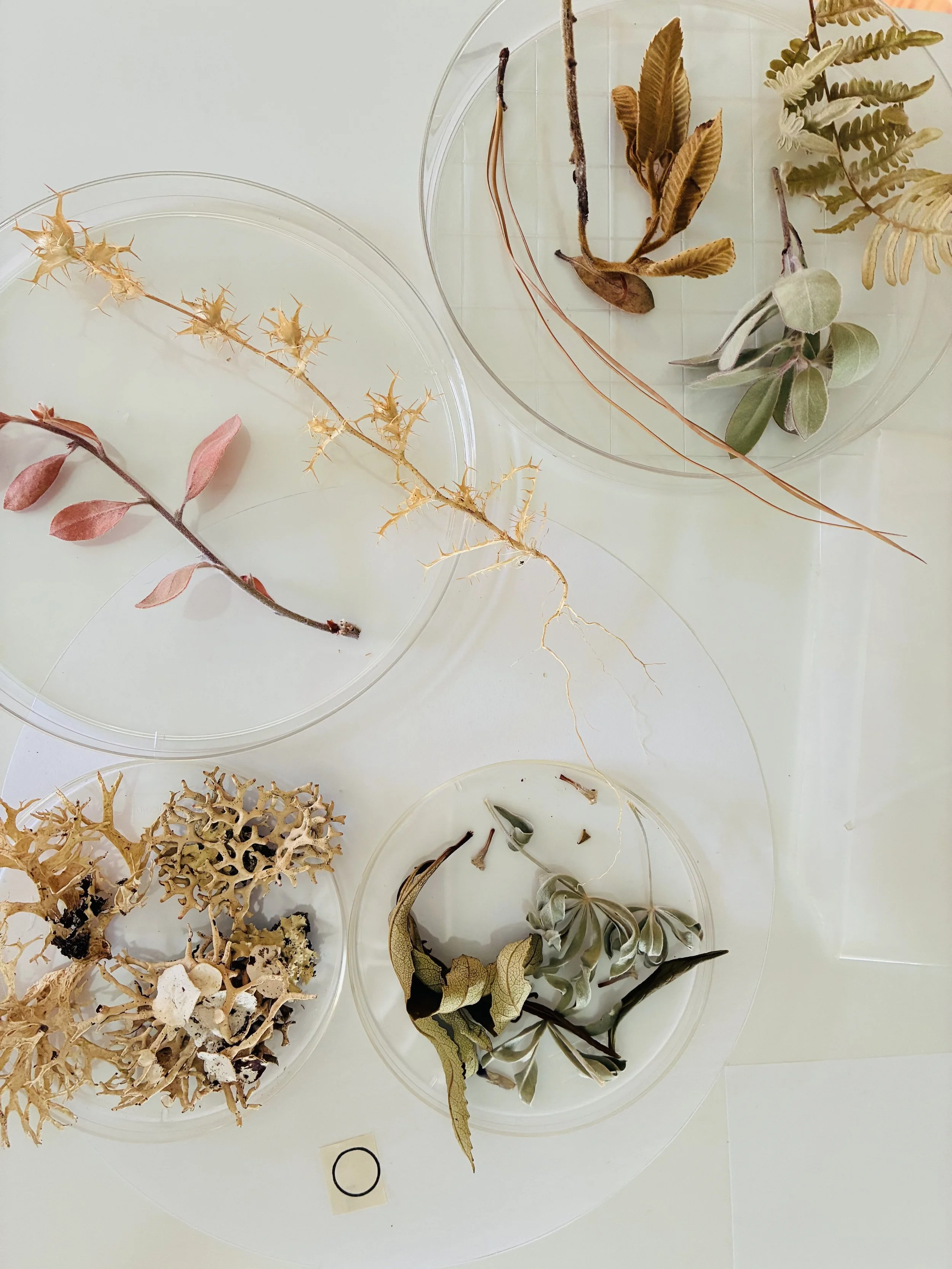 Botanical Specimens
