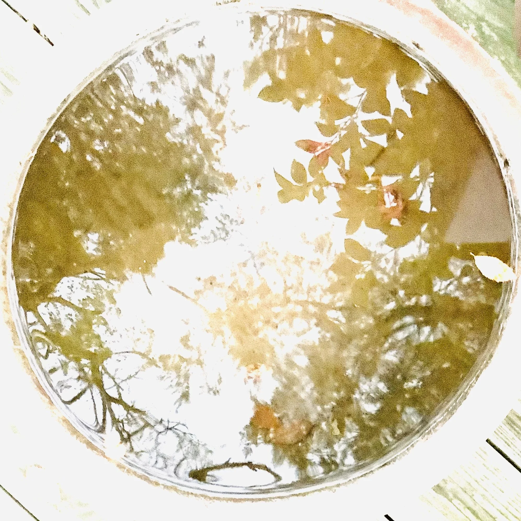 Golden Floral Reflections