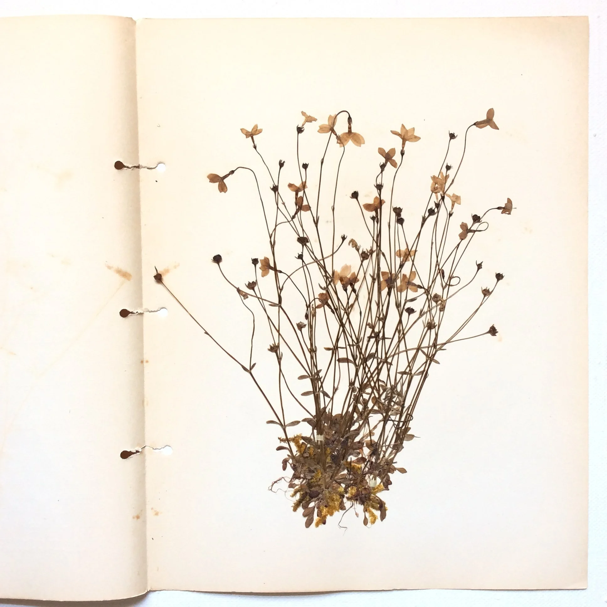 Pressed Botanical