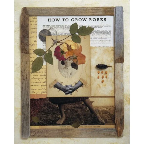 How To Grow Roses