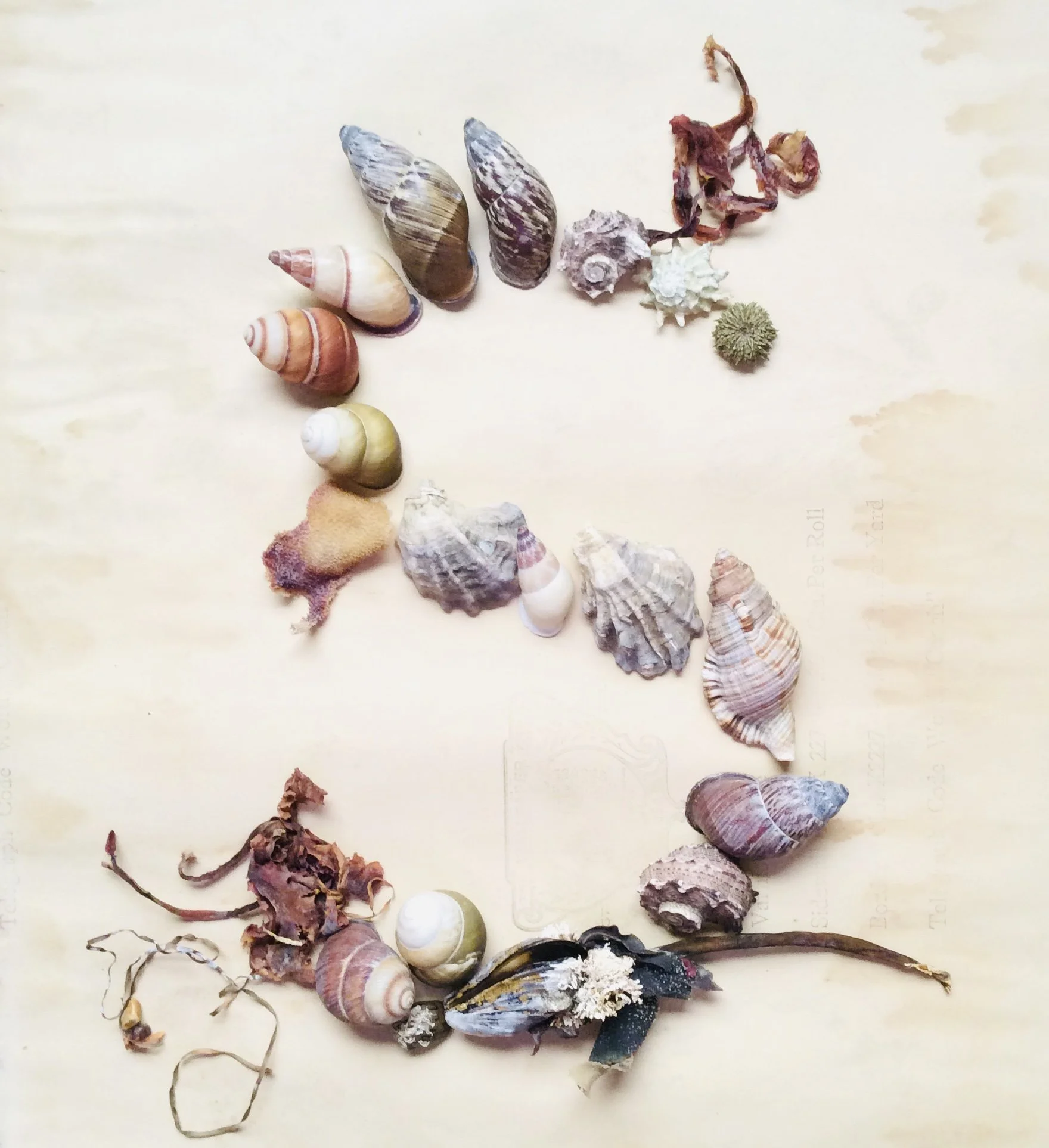 Illuminated Shell