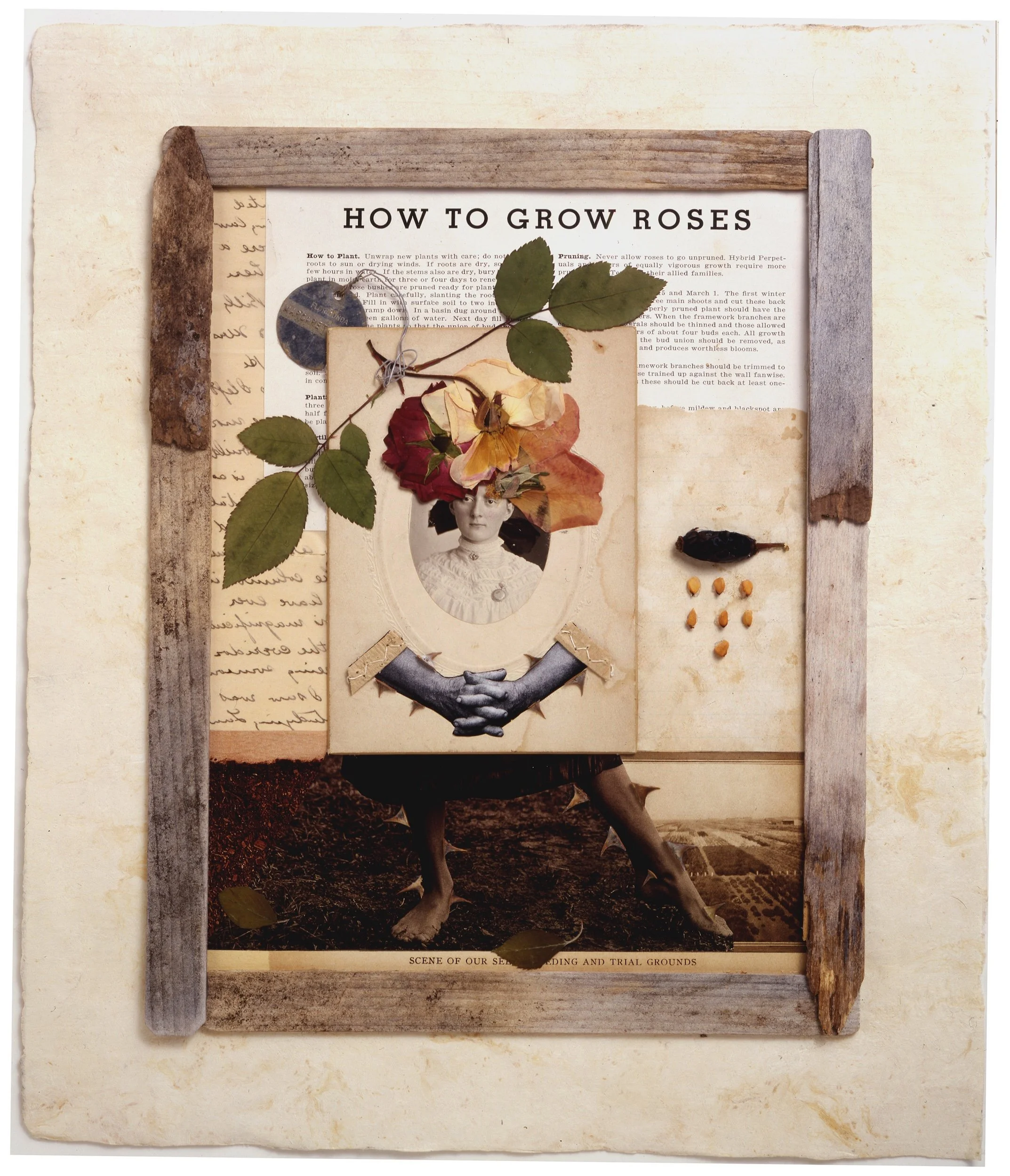 How To Grow Roses