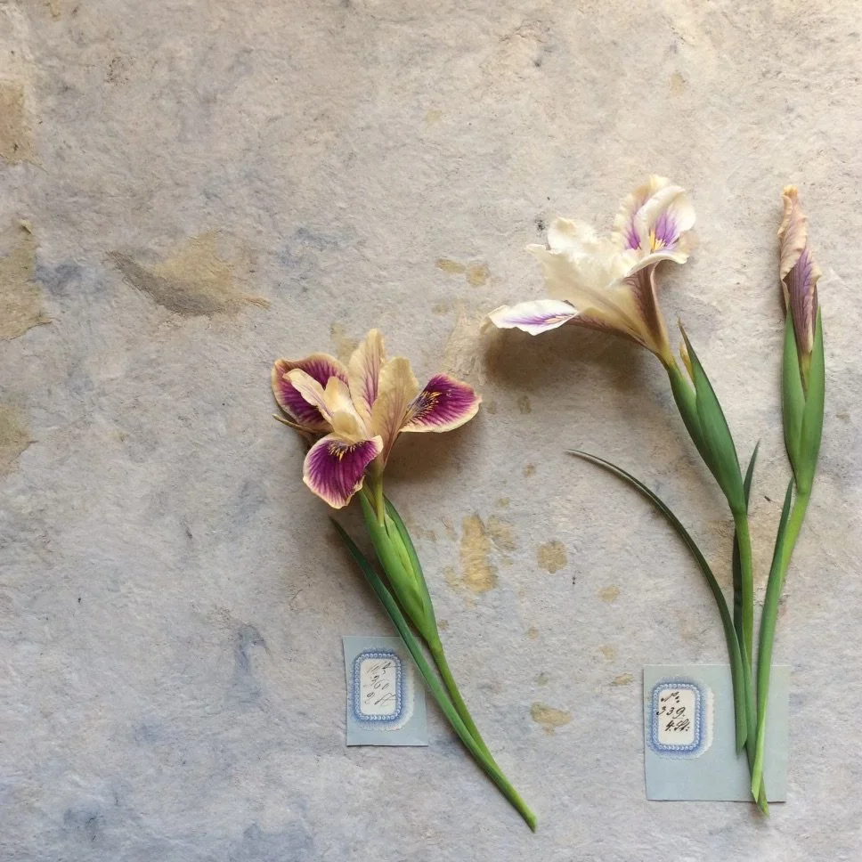 Native Iris 