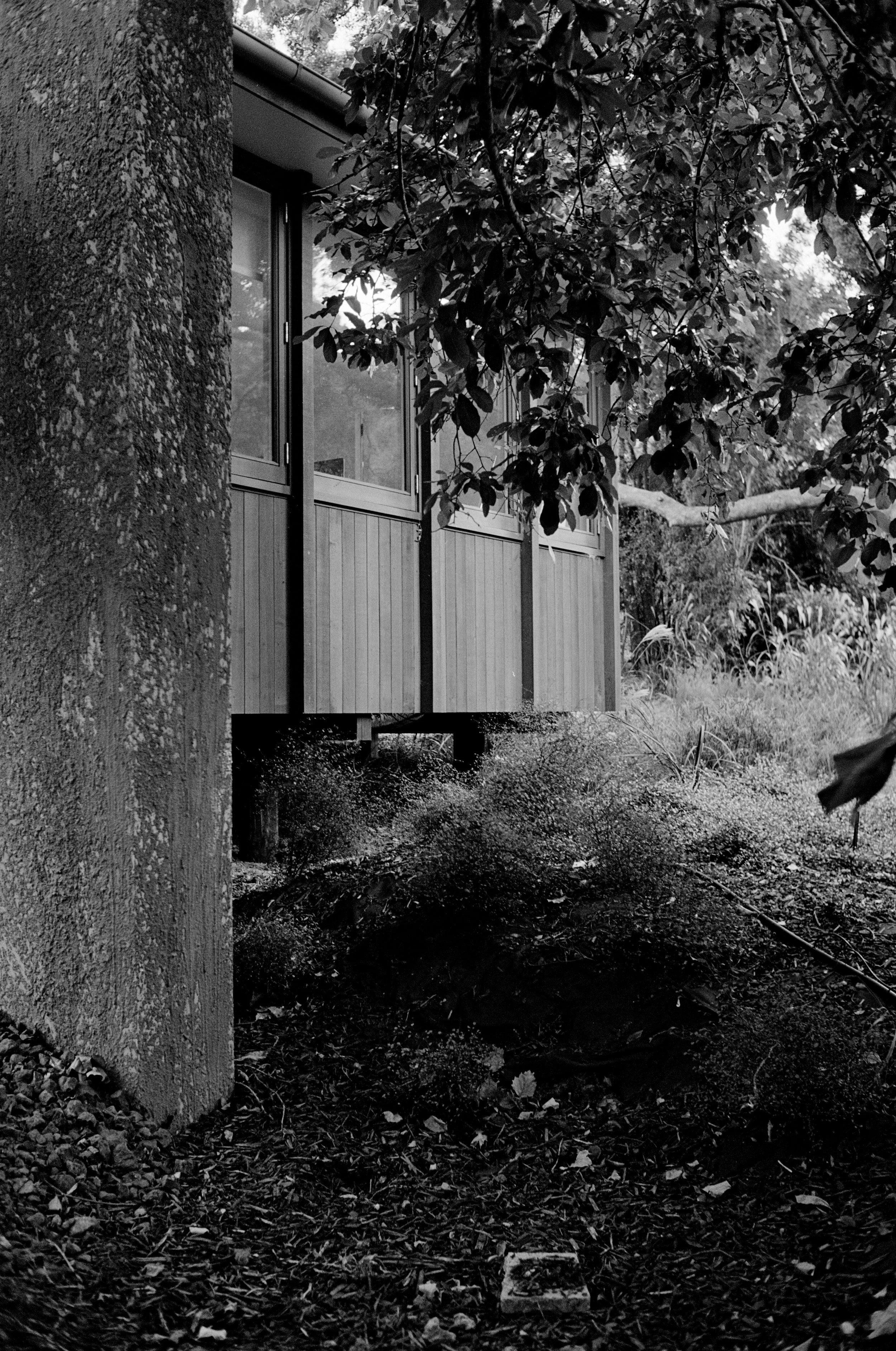 Black and white photo of a house with a wooden exterior, partially seen among trees and foliage, with a ground covered in leaves and soil.