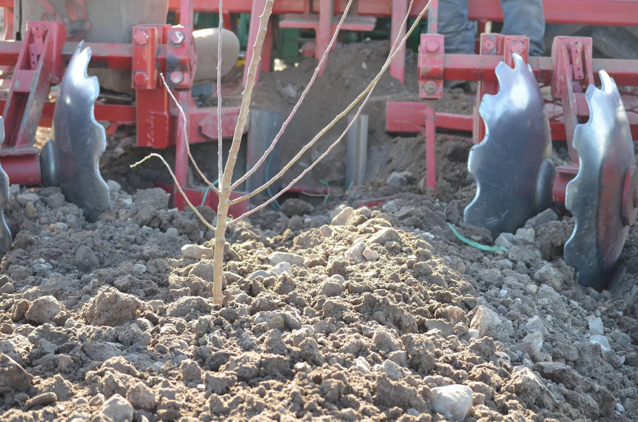 Tree Planting, Marking, Berming, California Agriculture, Custom Farming