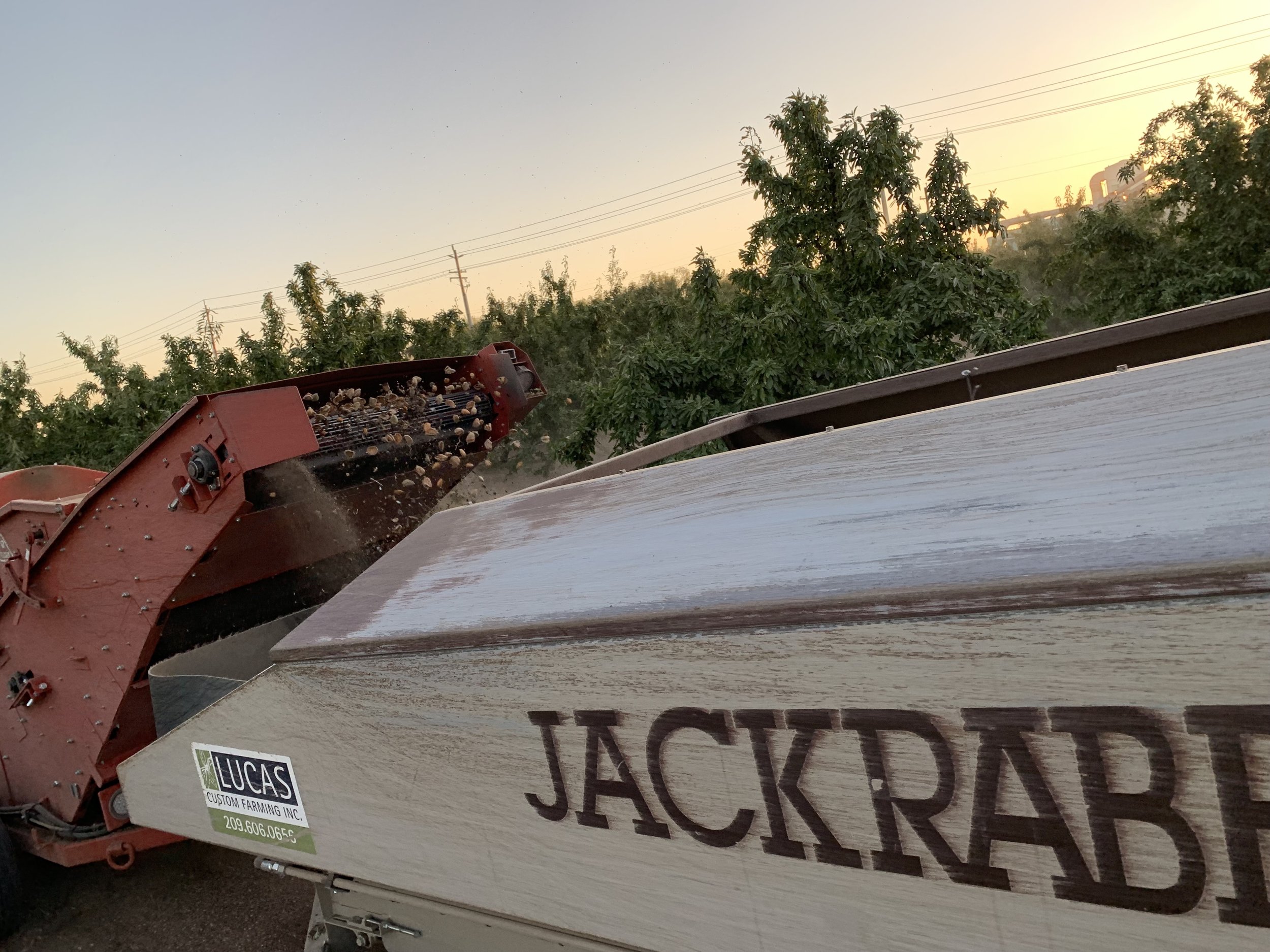 Almond Harvesting, Harvester, JackRabbit Cart, California Agriculture, Custom Farming