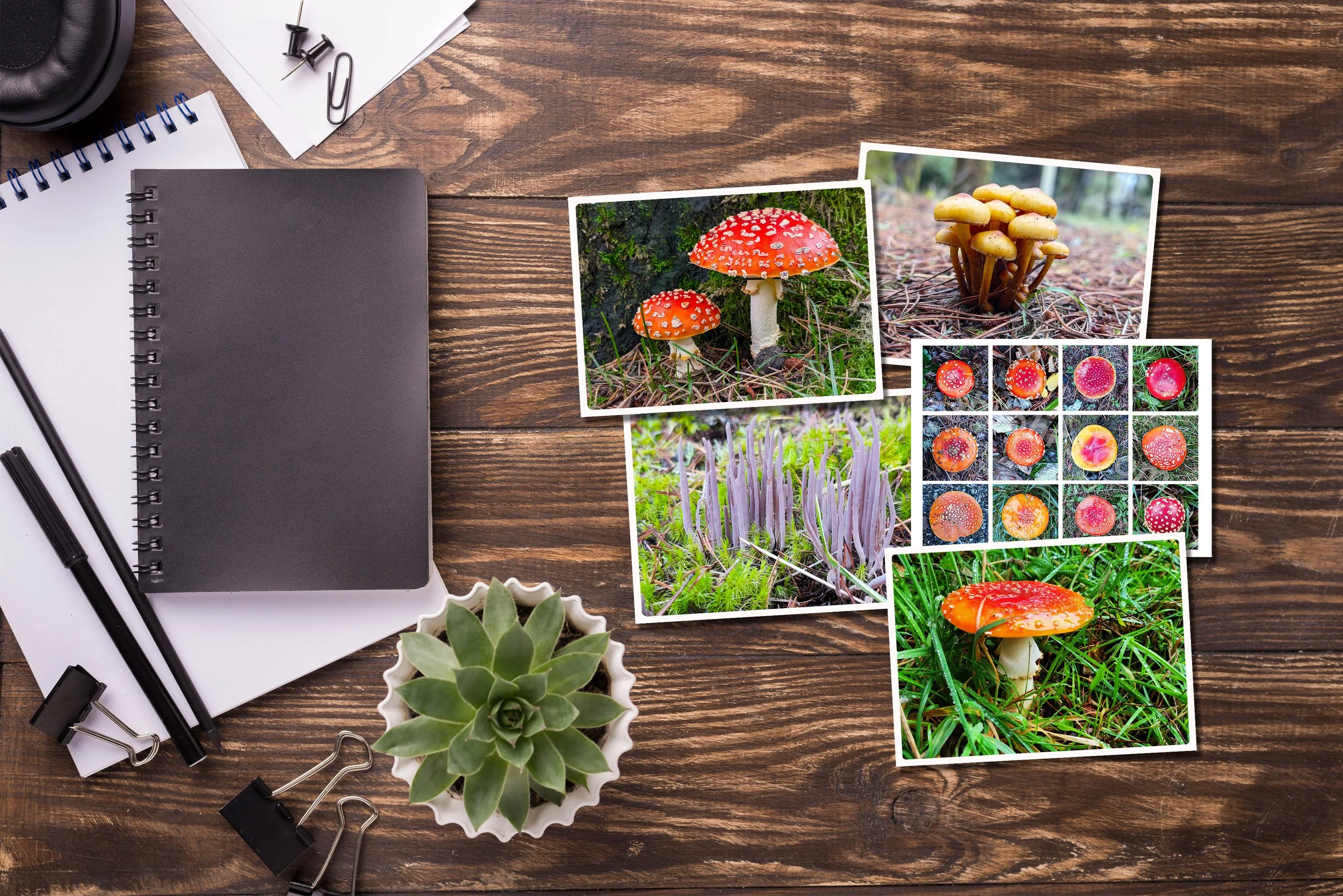 Mushroom Photo Greeting Cards