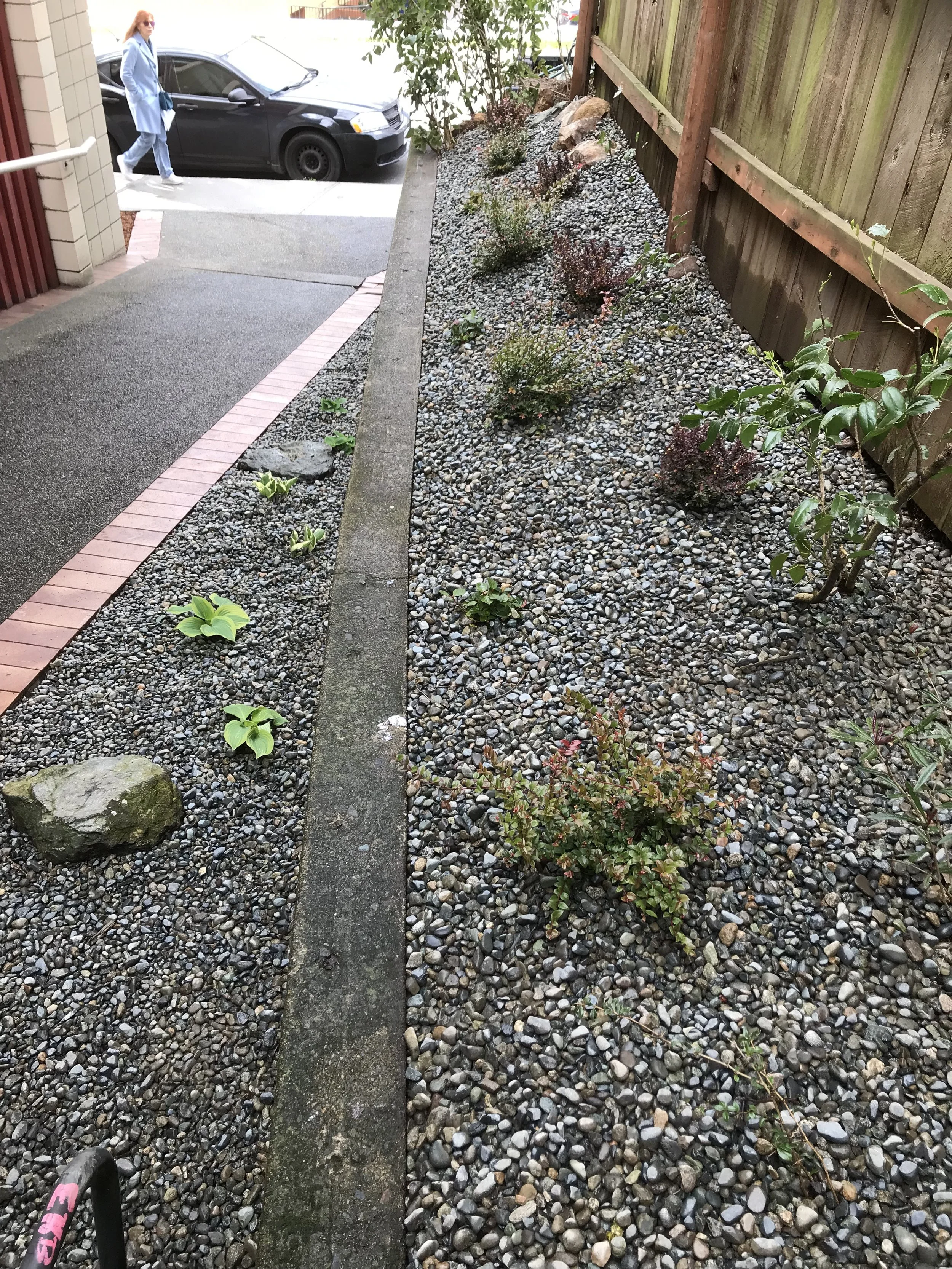 New garden install for commercial property, Duncan. Featuring native edible berries such as Evergreen huckleberry and Salal.