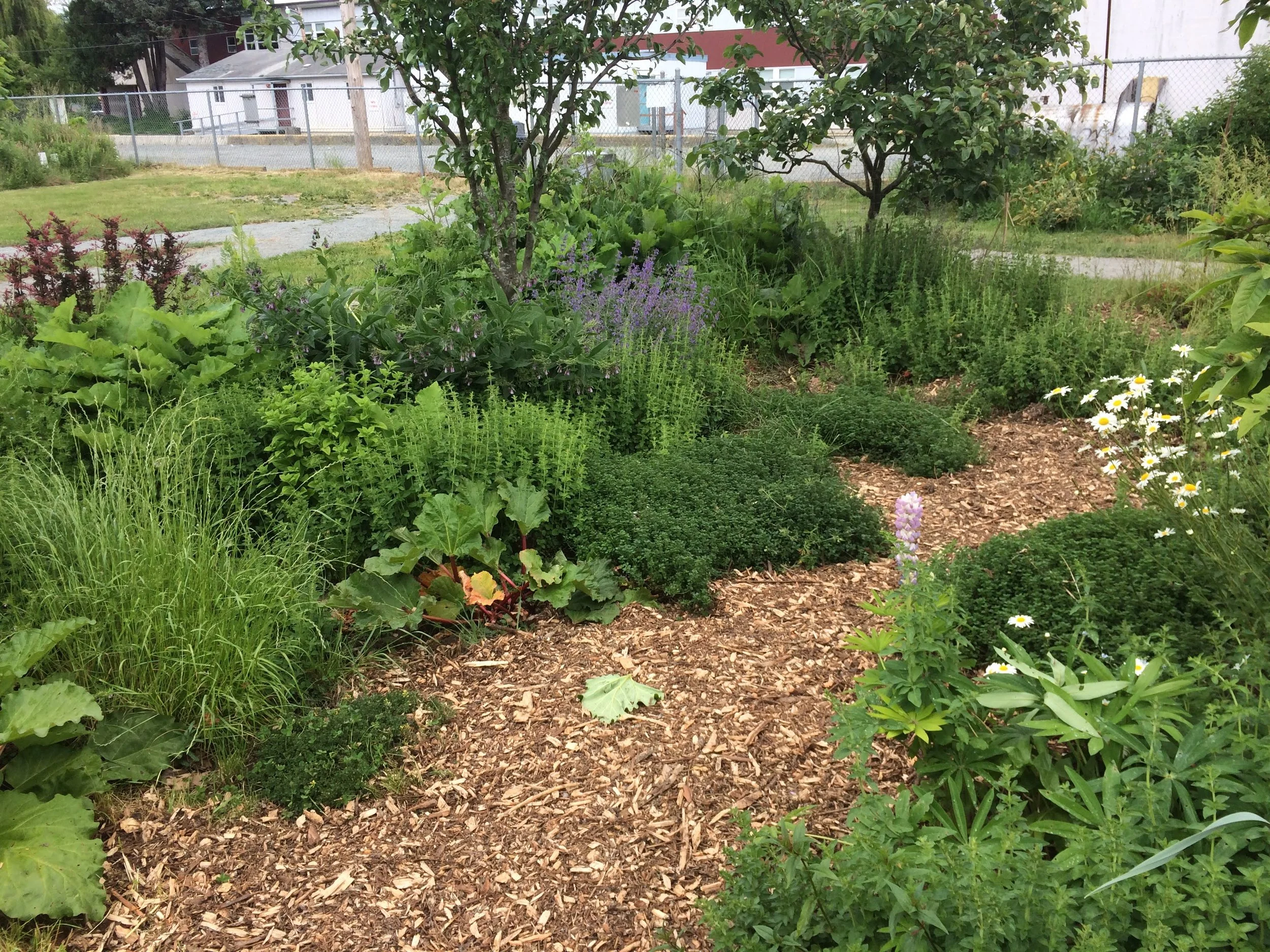 KinPark Urban Farm Food Forest, 2019