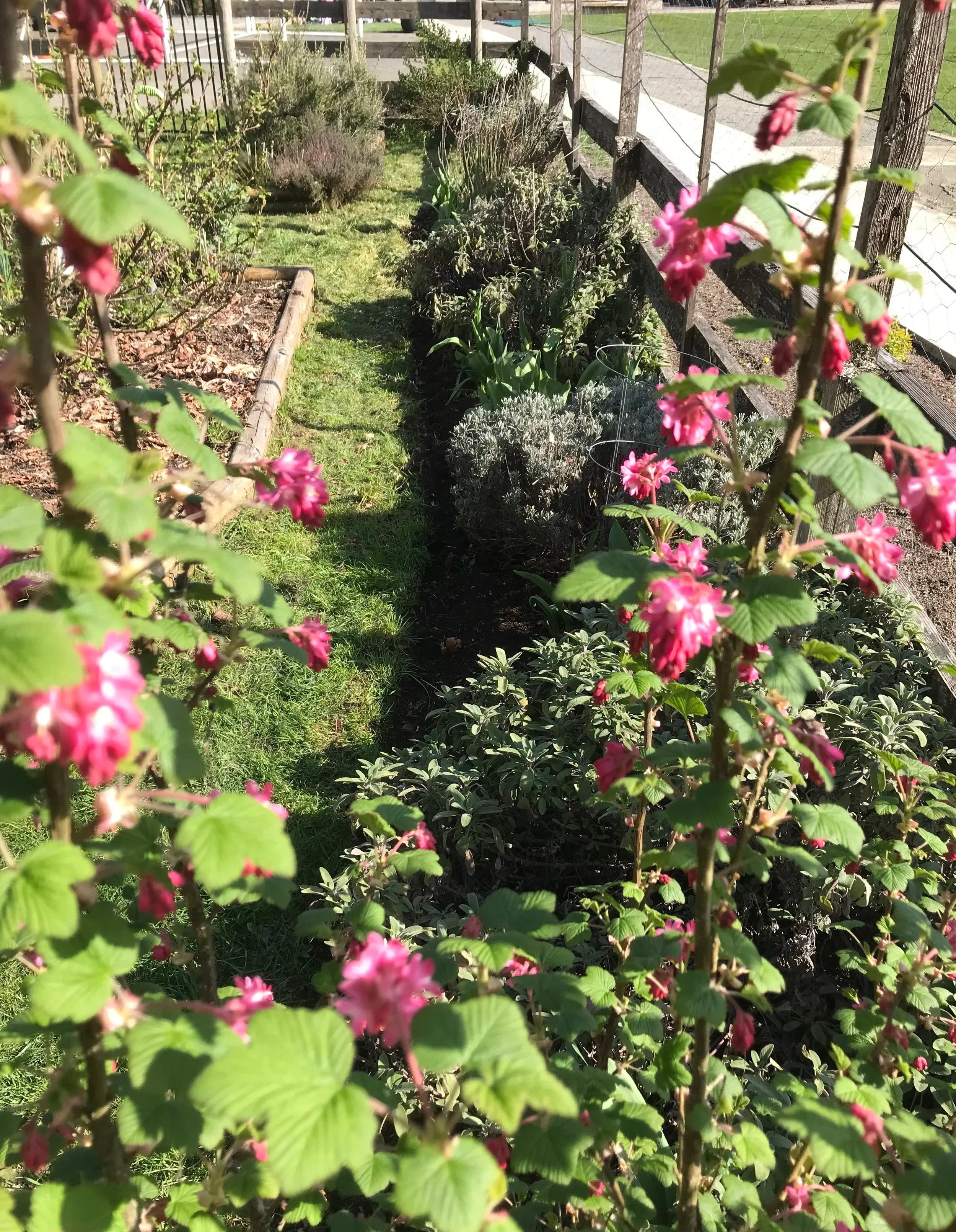 Ribes sanguineum (Red Flowering Currant) and herb border, QMS school gardens Duncan, 2023