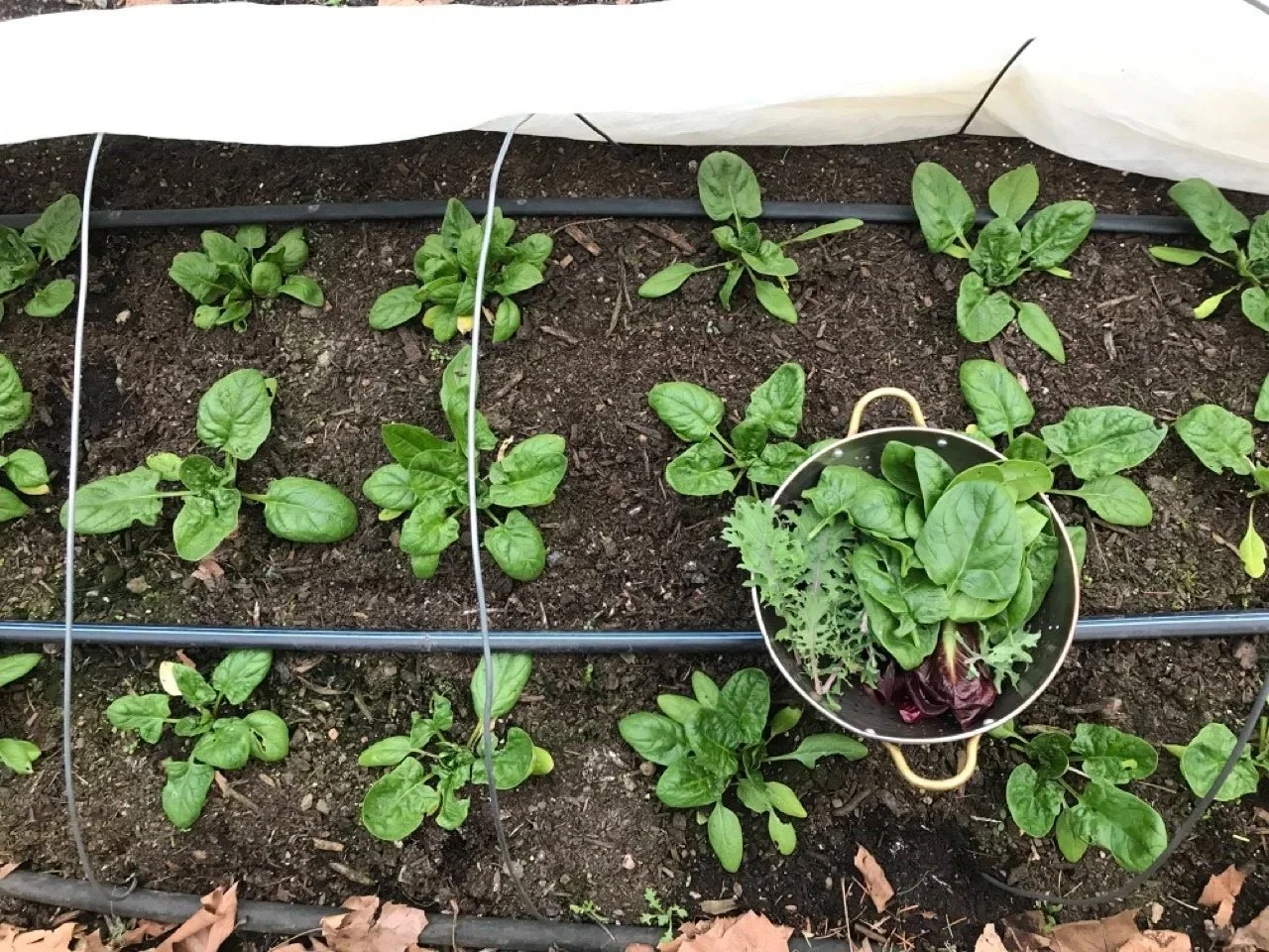 Harvesting overwintered Spinach, March 2026