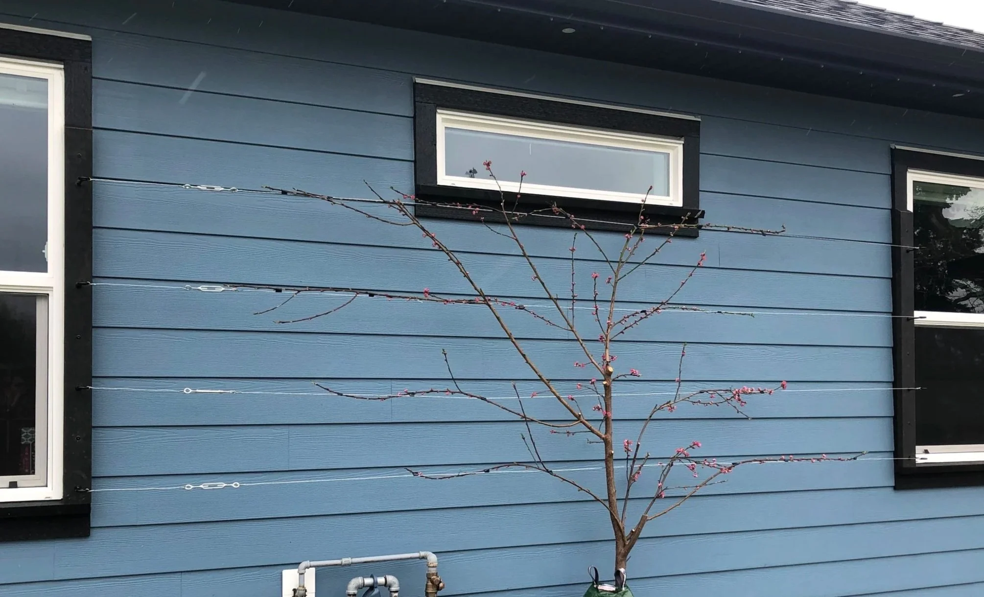 Espalier Trellising for a Peach Tree, March 2026