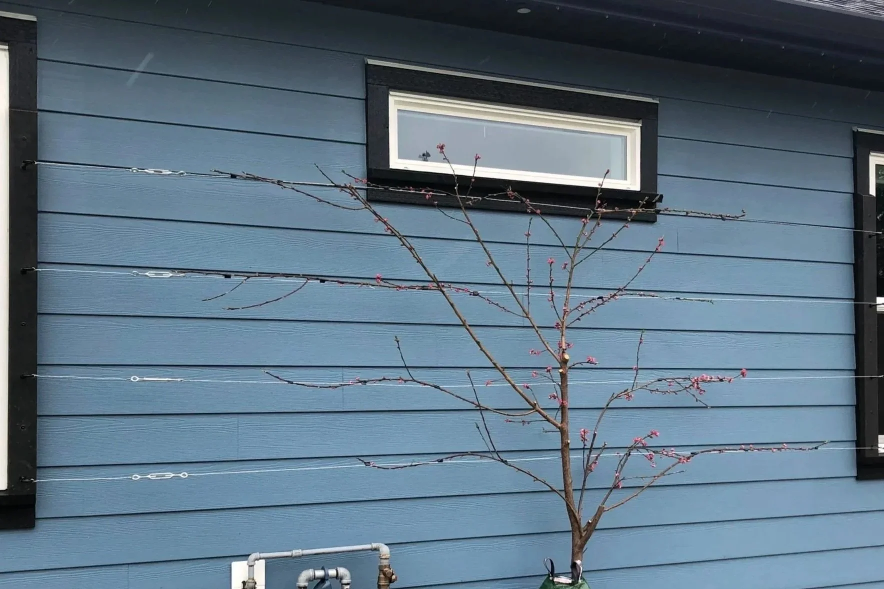 Espalier Trellising for a Peach Tree, March 2026