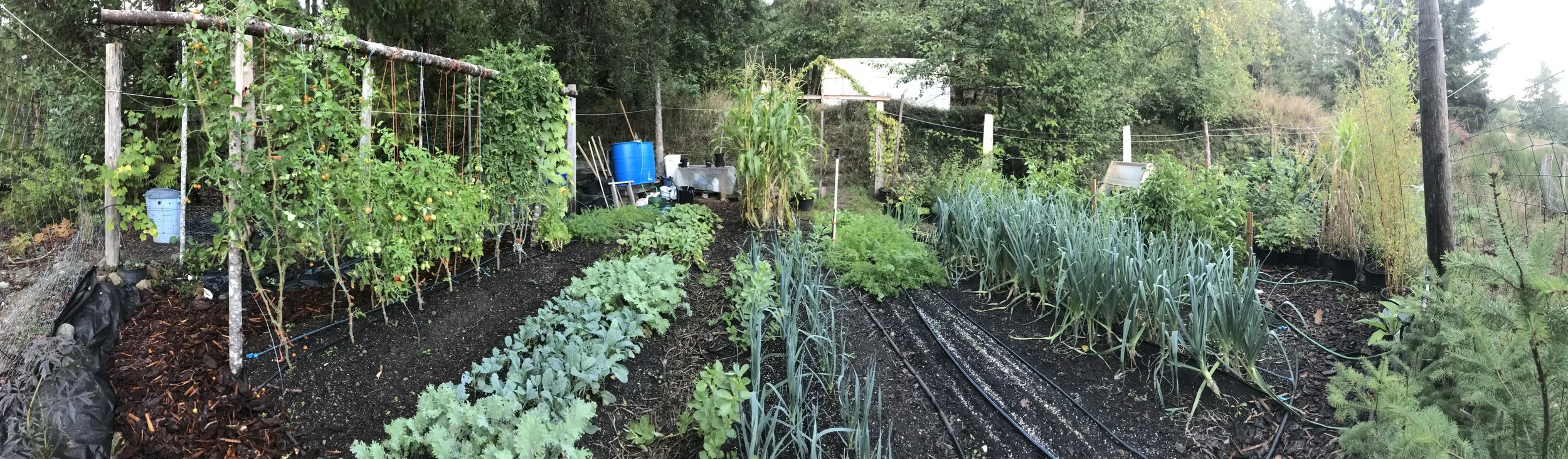 Humes Kitchen Garden 2025