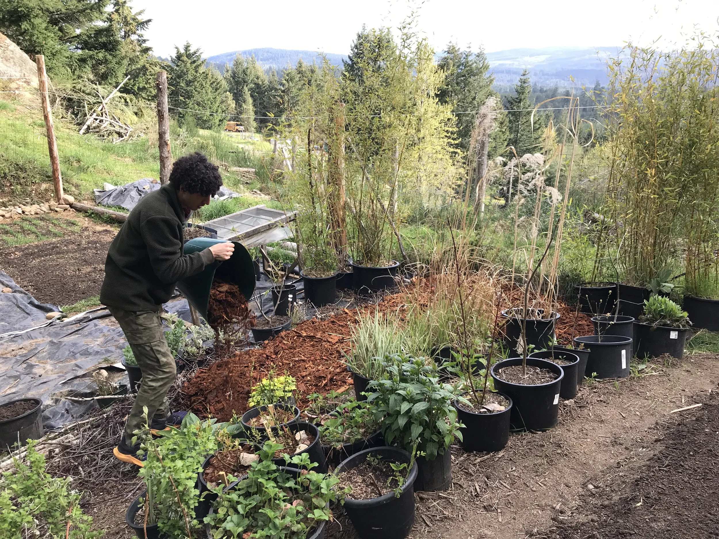 Mulching heavily with woodchips to build soil and raise the ground level on this terraced, rocky slope.