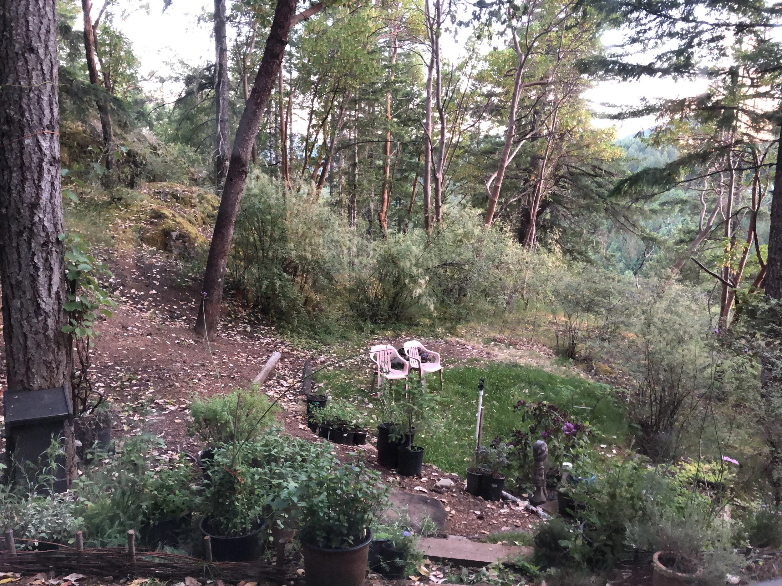 A peaceful woodland garden