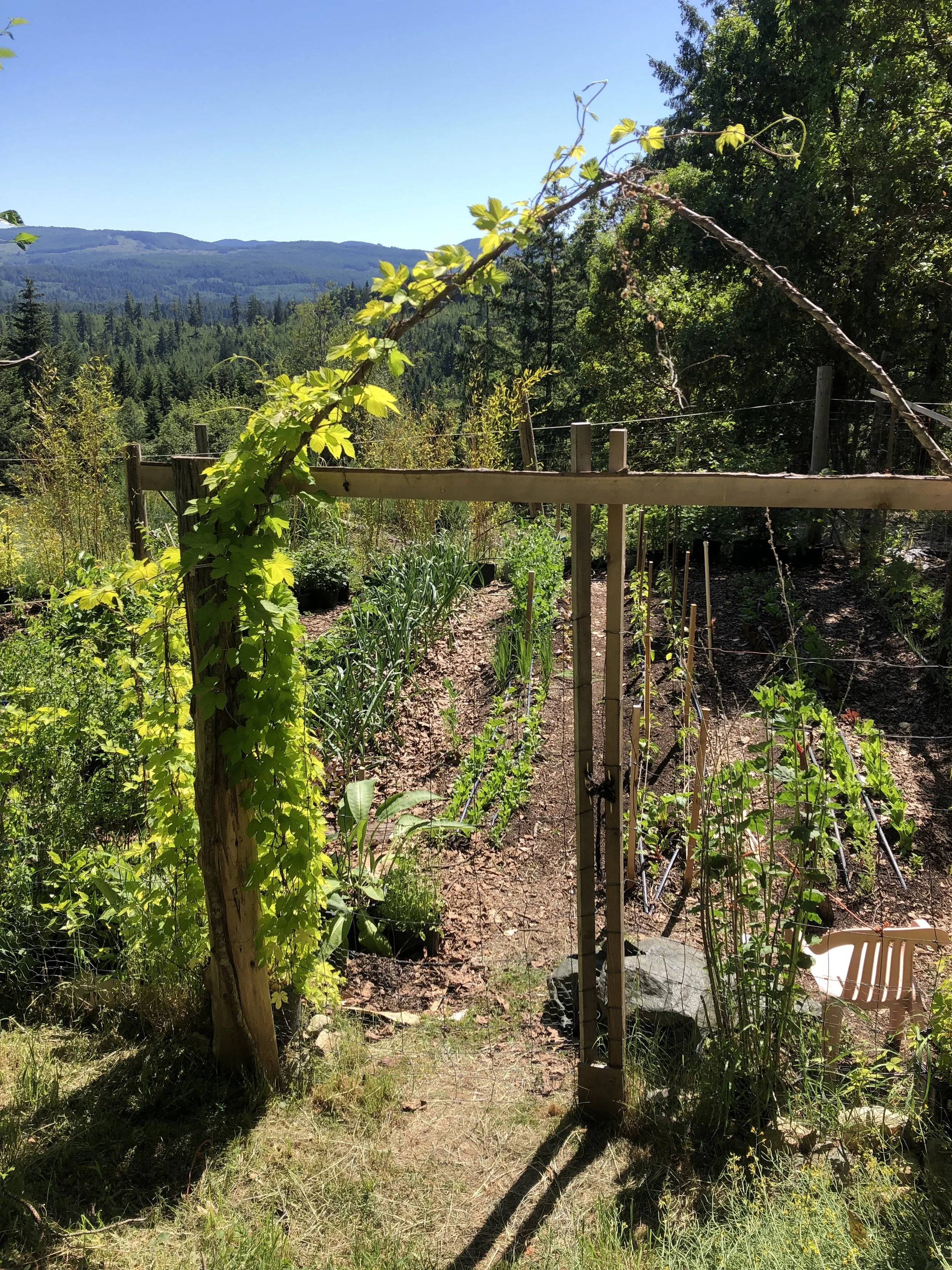 Bentwood arch with Hops to frame a mountain view