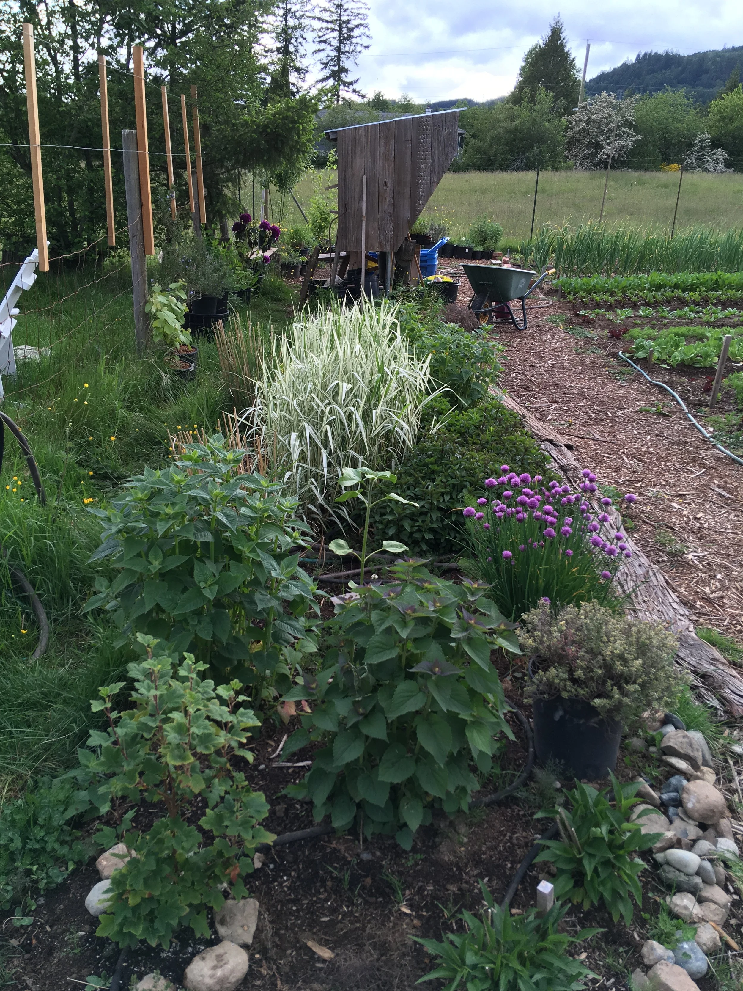 Wishing Well Farm tea garden 2020