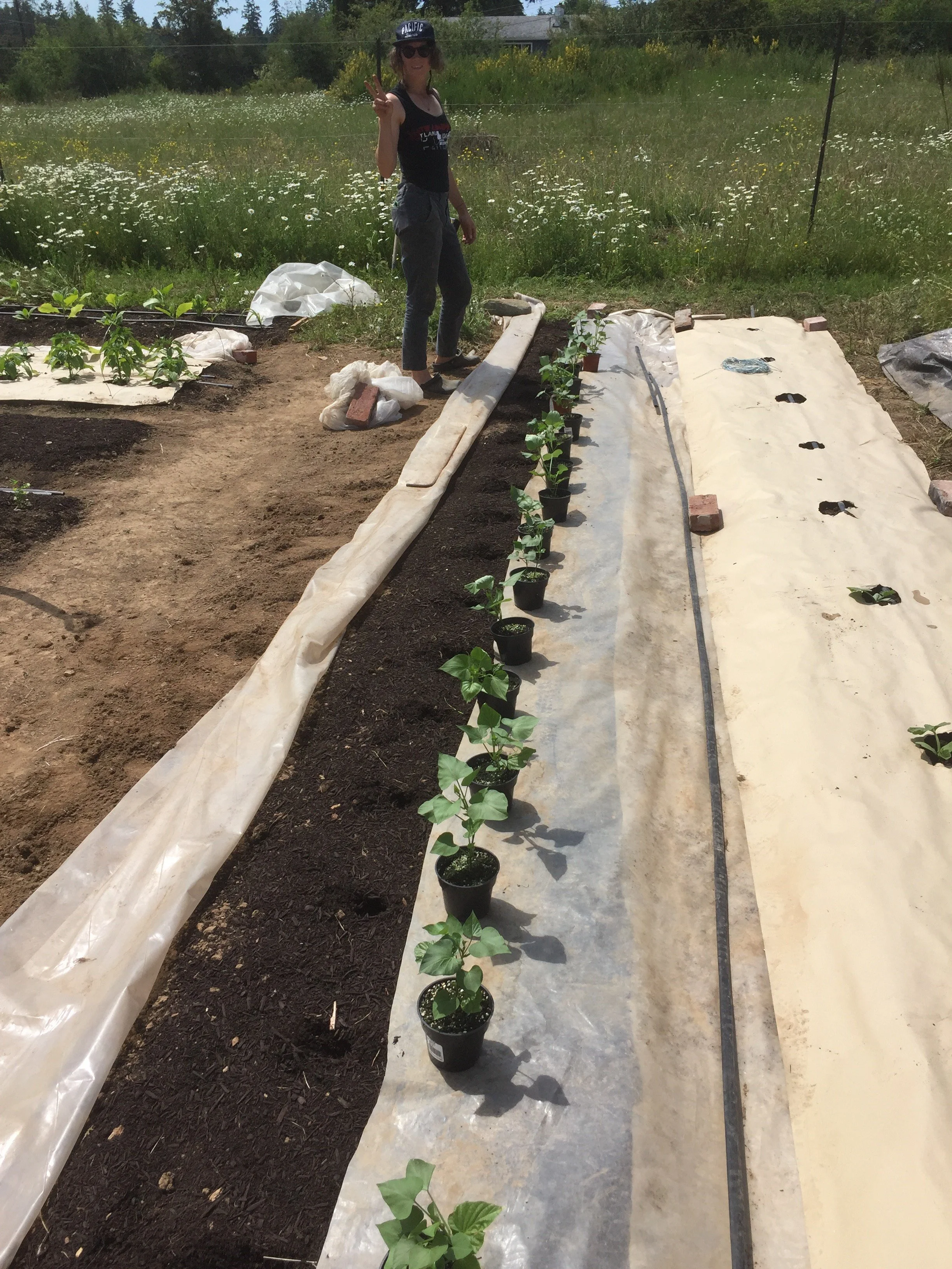 Laura planting sweet potatoes, Wishing Well Farm 2021