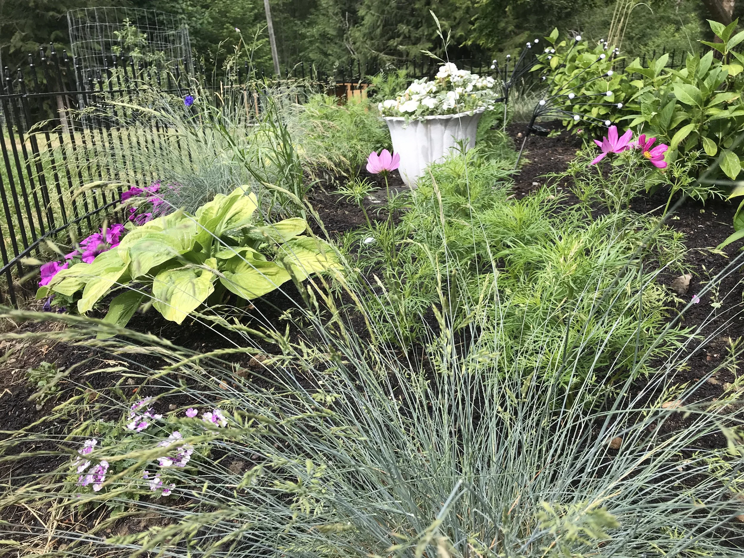 Julia's front garden, 1 month after install
