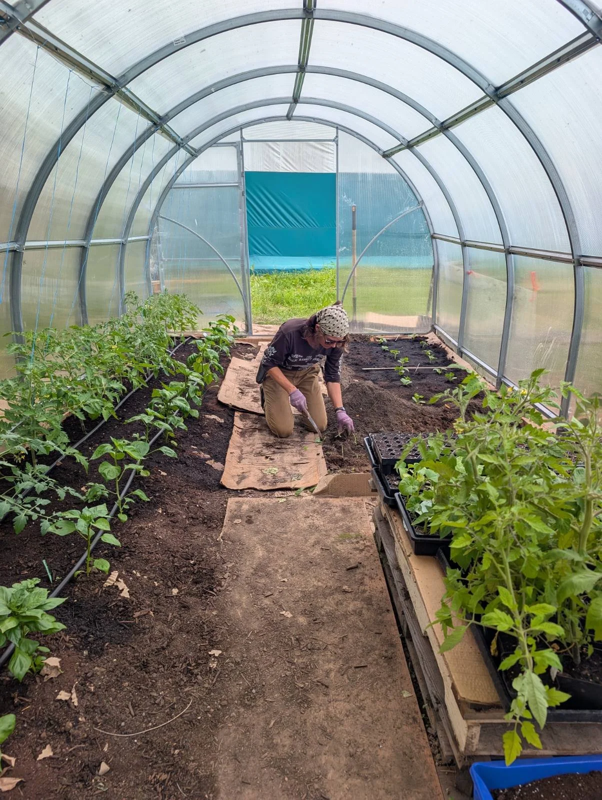 Planting cucumbers in the greenhouse at Unsworth Vineyards, June 2026