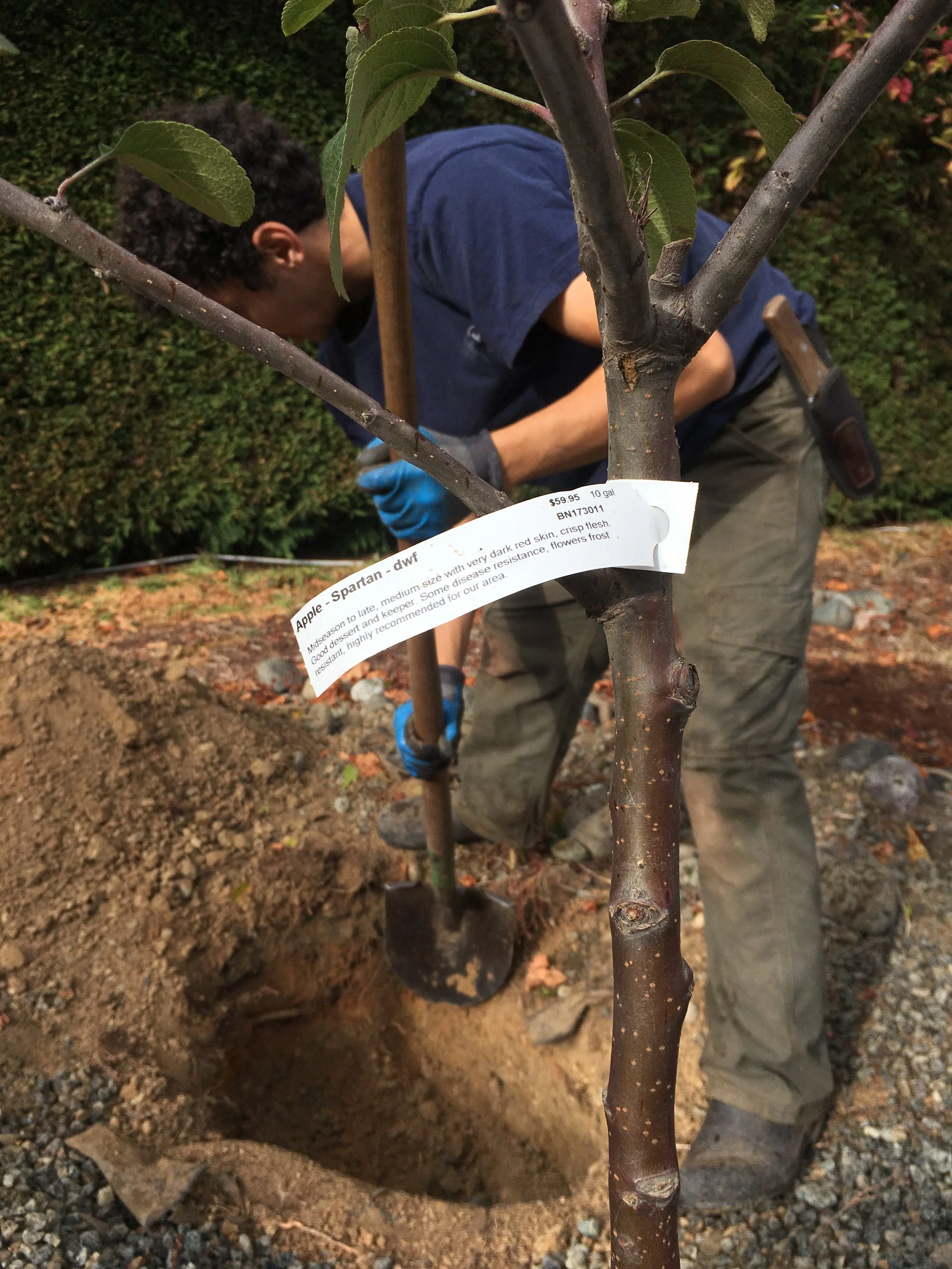 Planting fruit trees, 2017