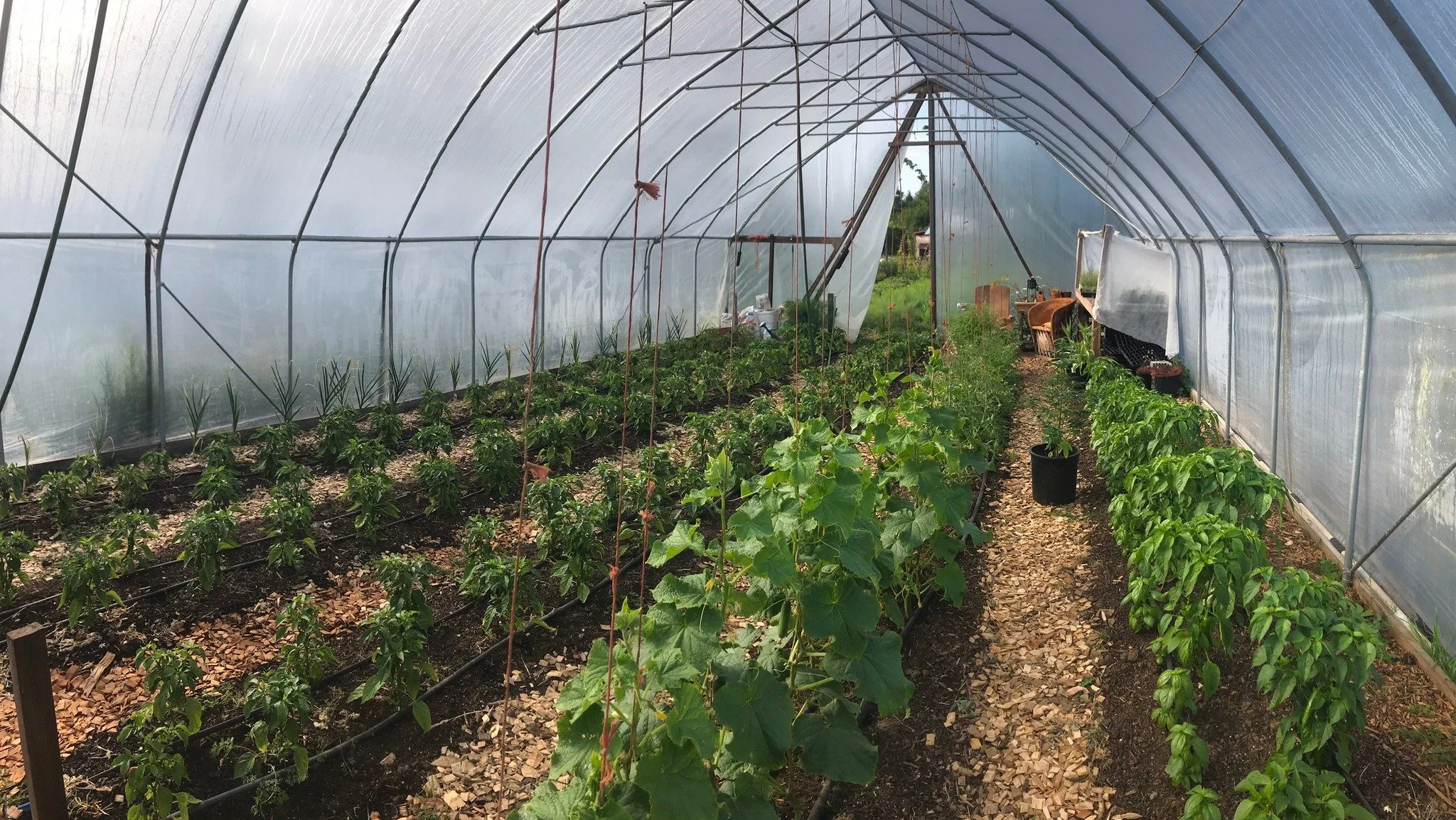 Wishing Well Farm 2022