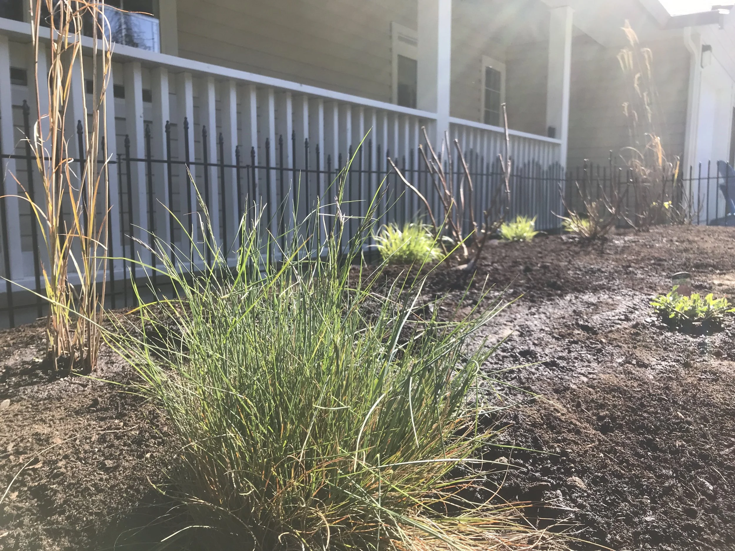 Julia's front garden, freshly planted. May 2026