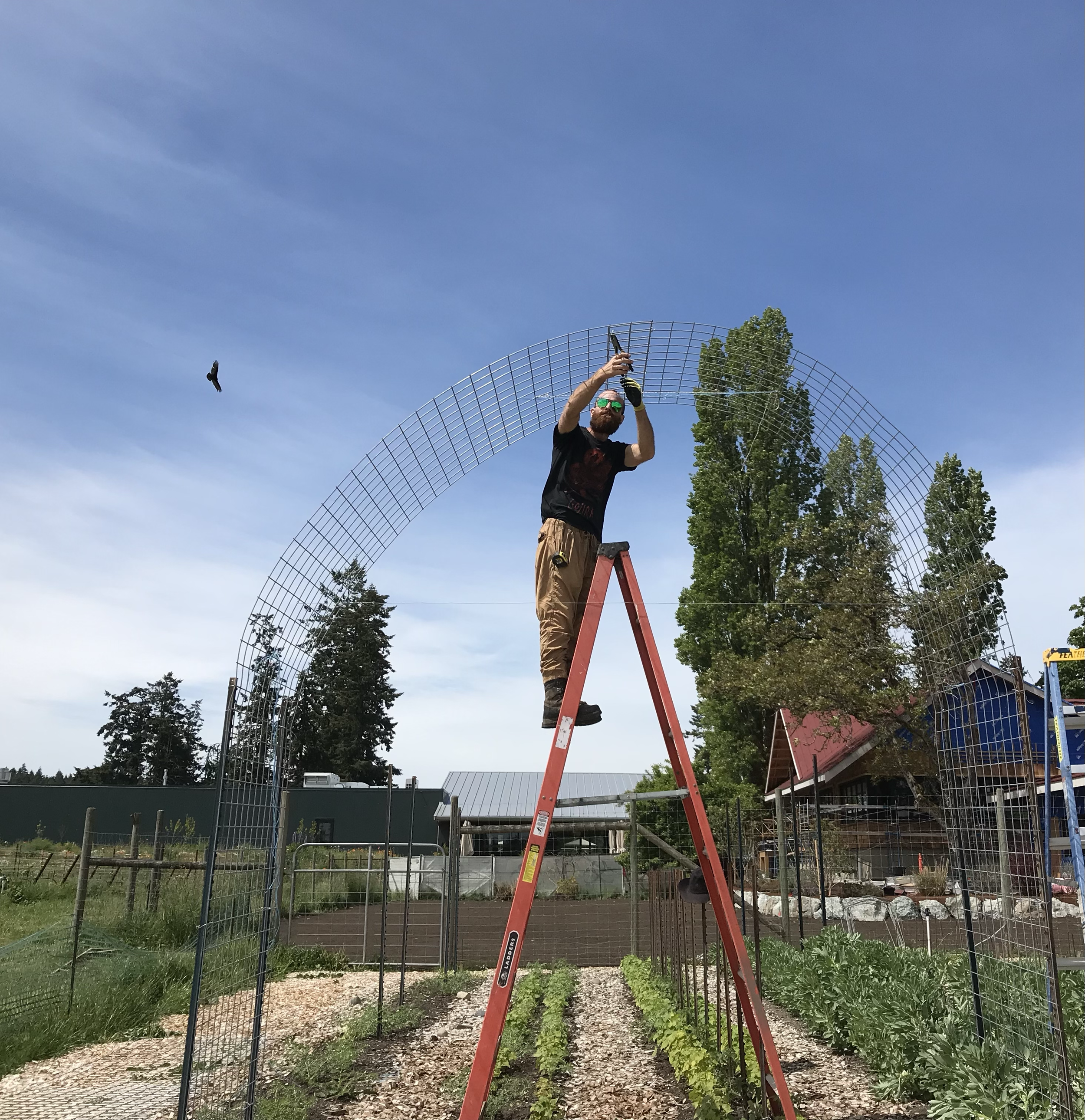 Logan installing cattle panel trellises, Unsworth Vineyards, June 2026