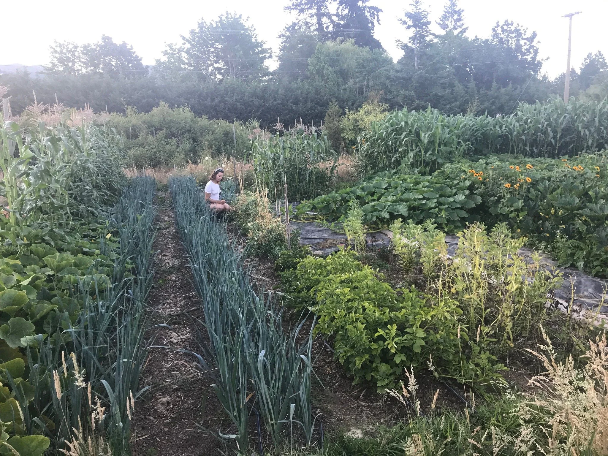 Laura weeding, Wishing Well Farm 2023