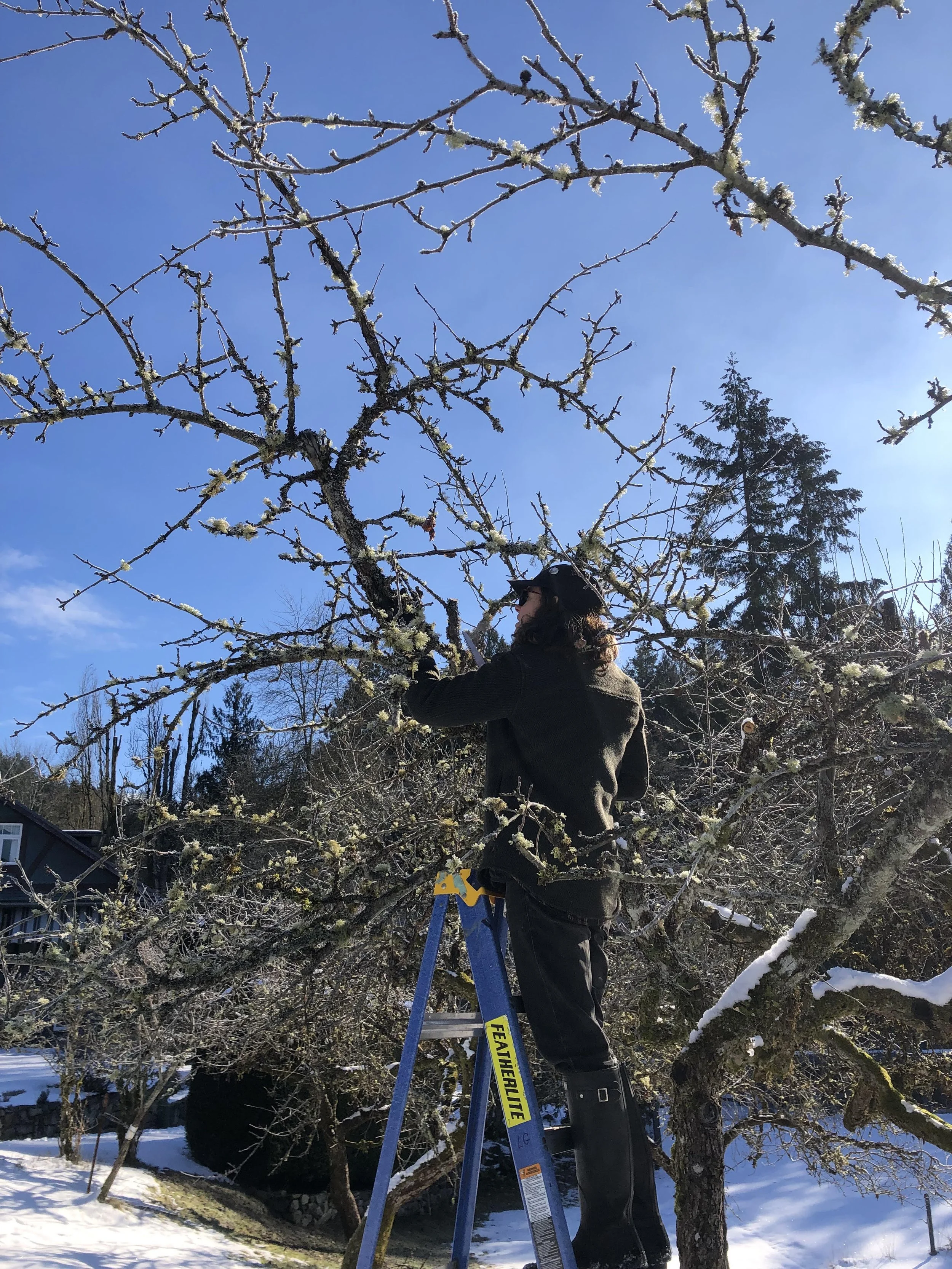 Dormant Pruning Apple Tree 2025