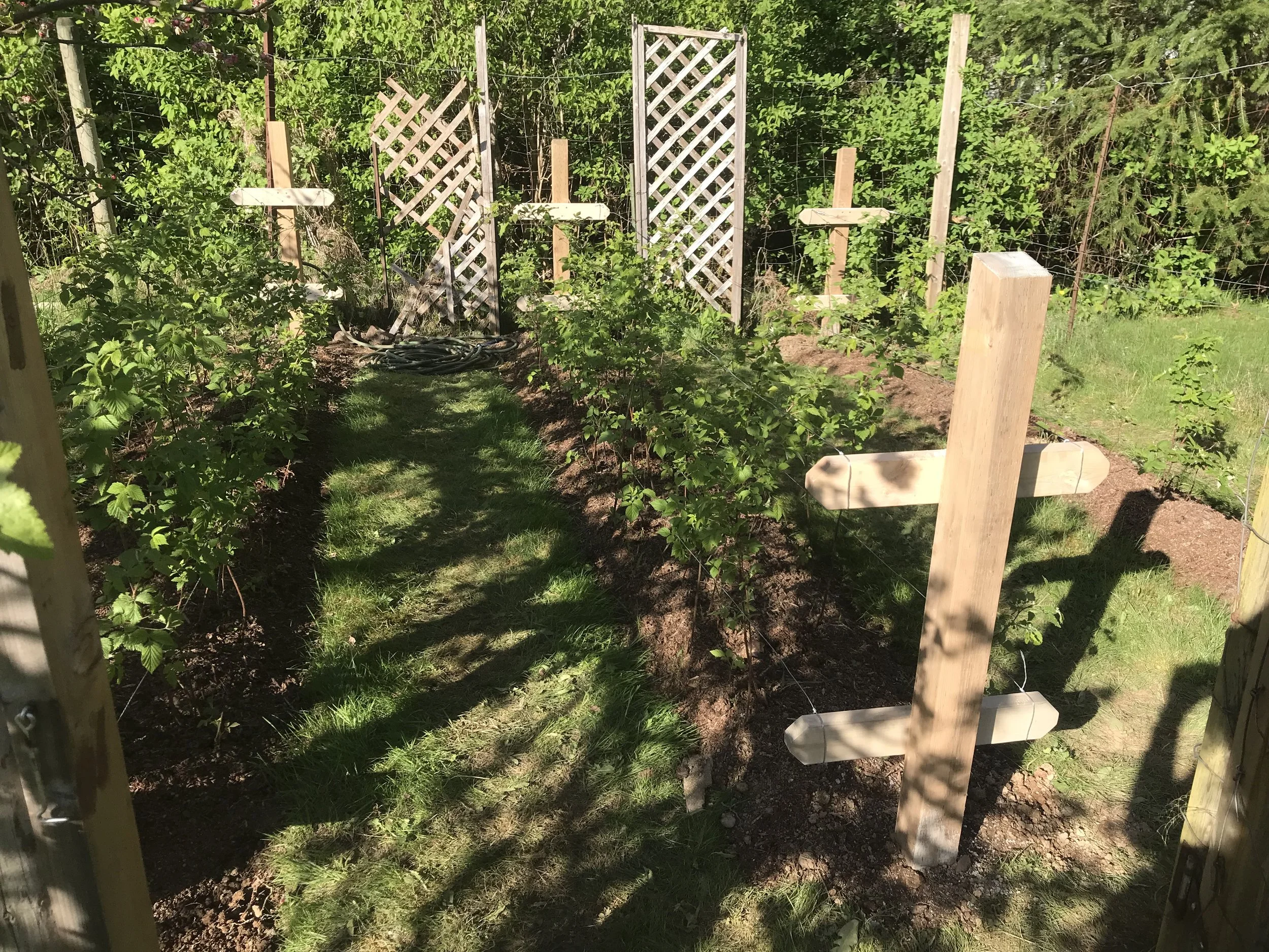 New raspberry trellis for Sarah, Chemainus 2025