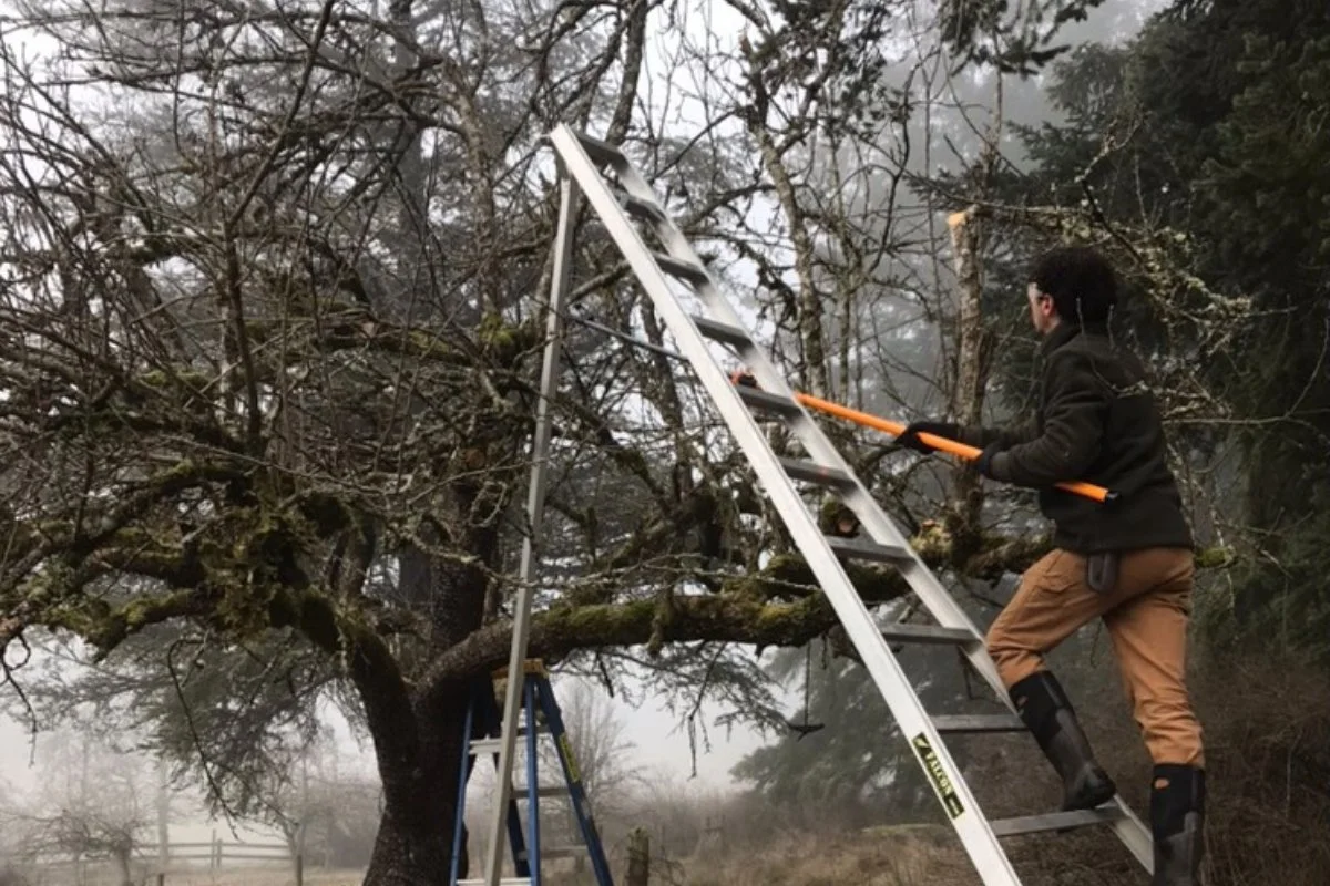Pruning a heritage apple tree, 2025