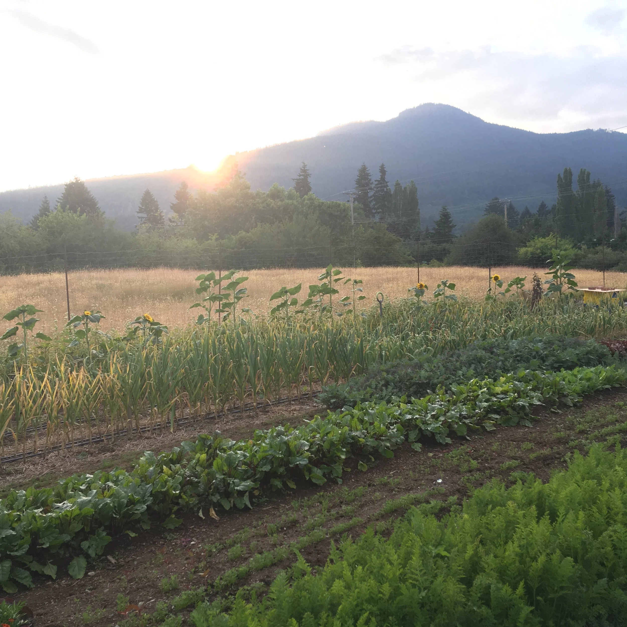 Wishing Well Farm 2023