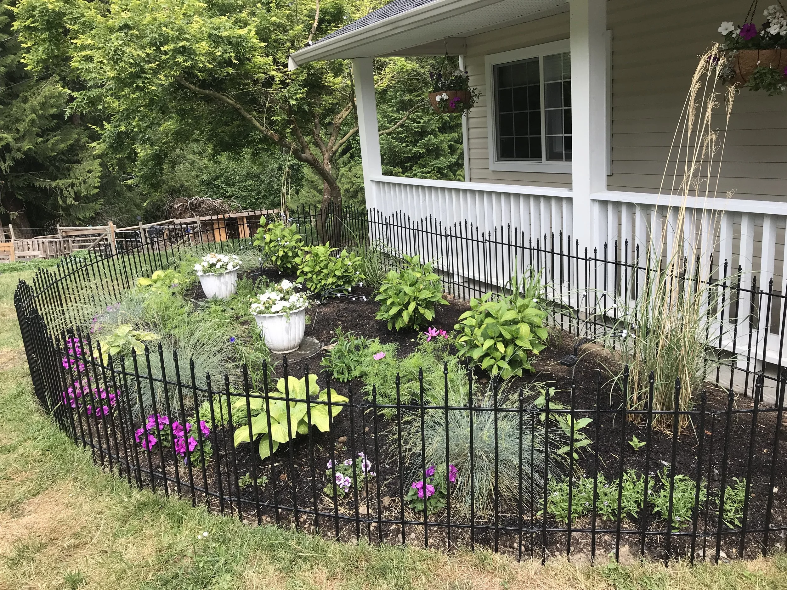 Julia's front garden after 1 month of growth, June 2026