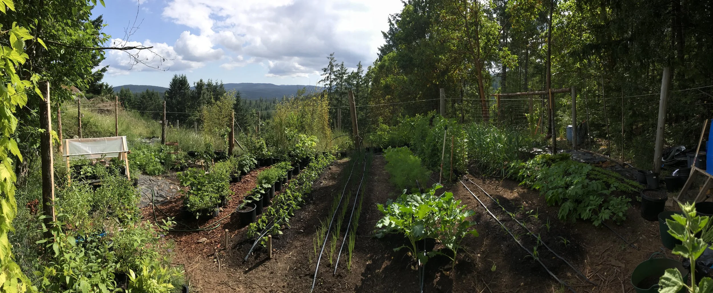 Humes Kitchen Garden 2025