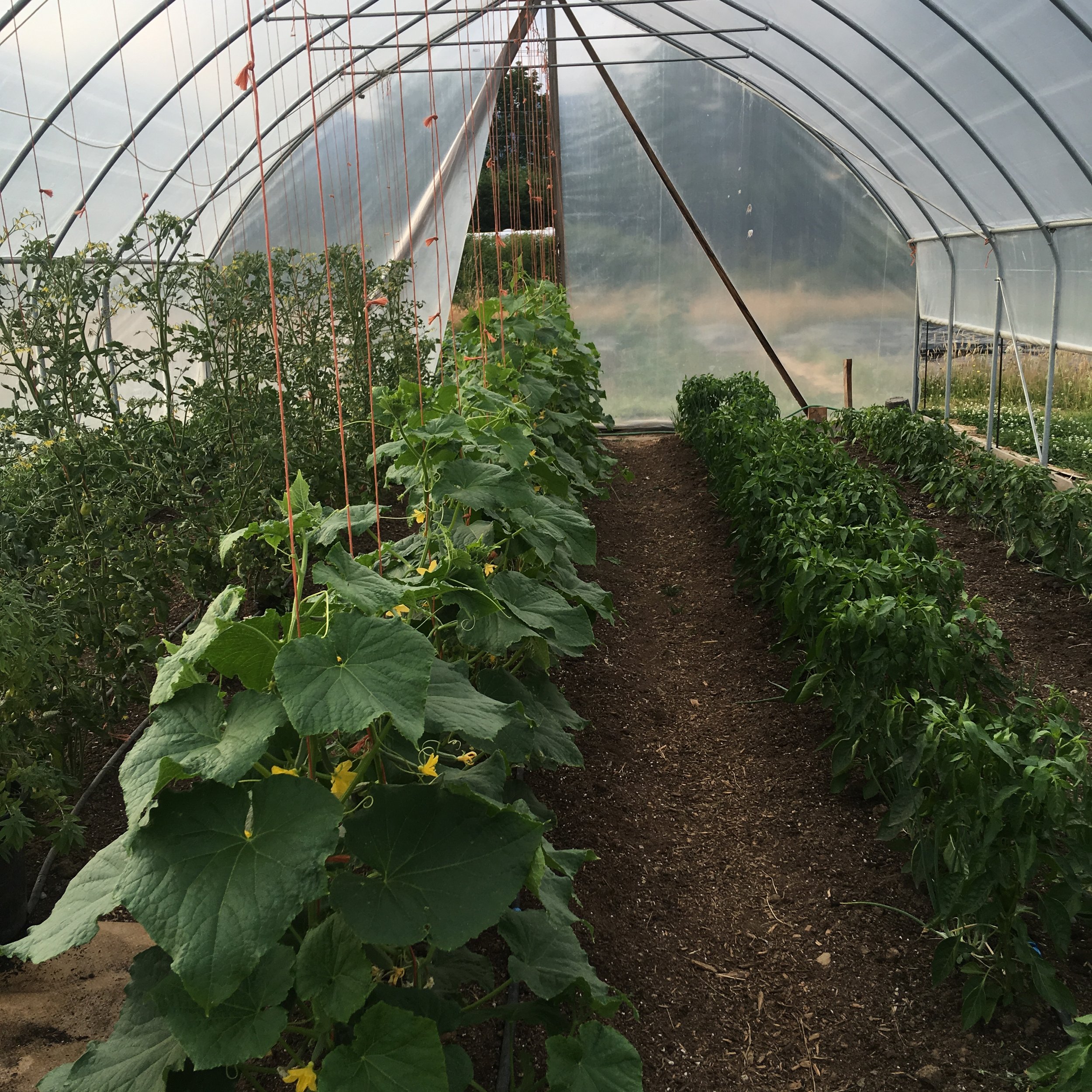 Wishing Well Farm 2021