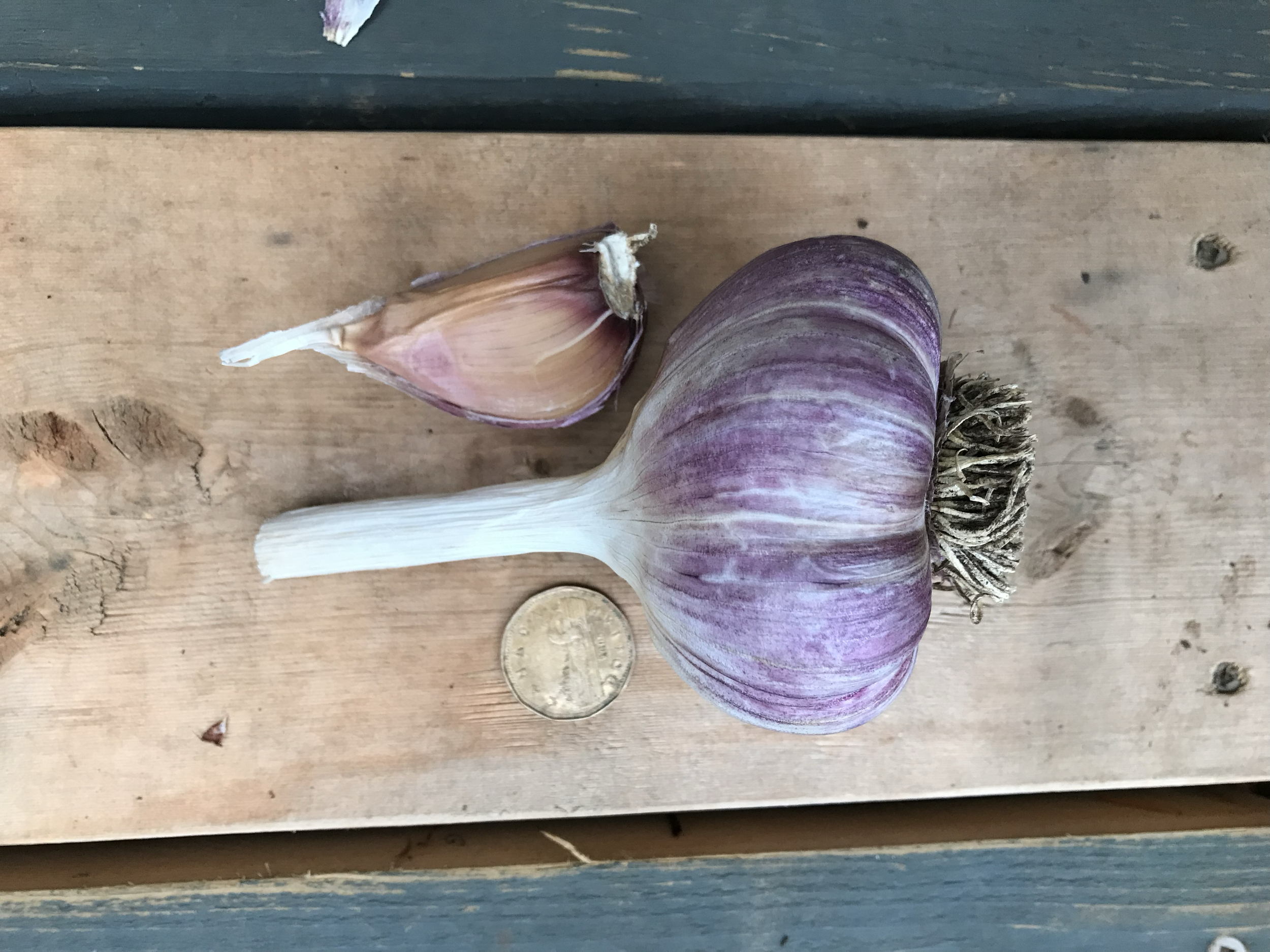 Red Russian Garlic - 10 heads