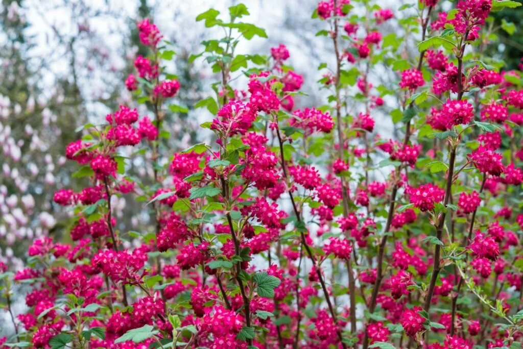 Red Flowering Currant (Ribes sanguineum)