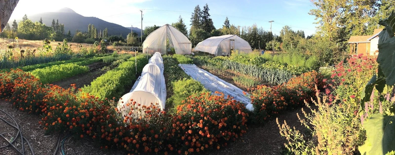 Wishing Well Farm 2022