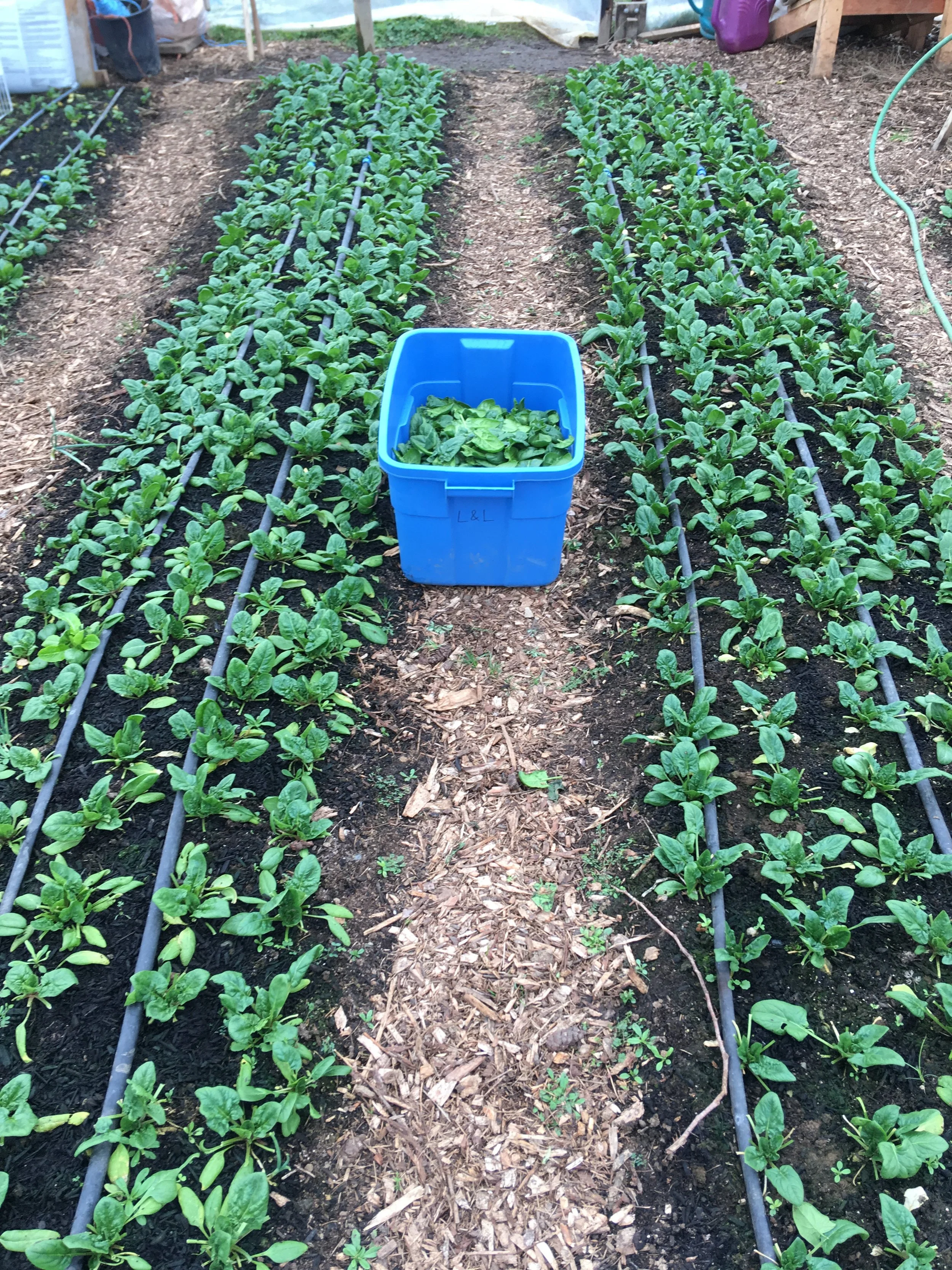 Greenhouse spinach, February 2022