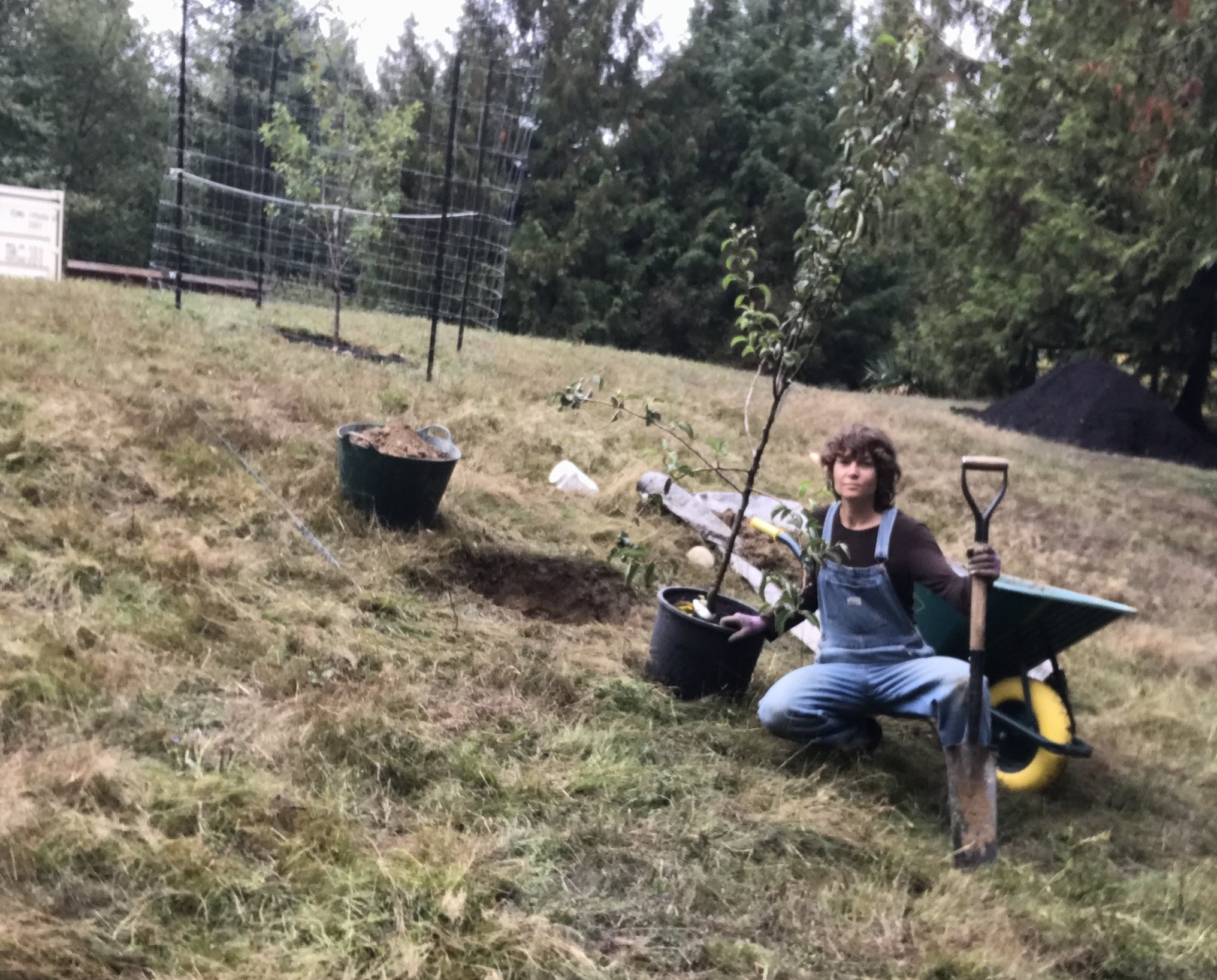 Laura planting apple trees 2025