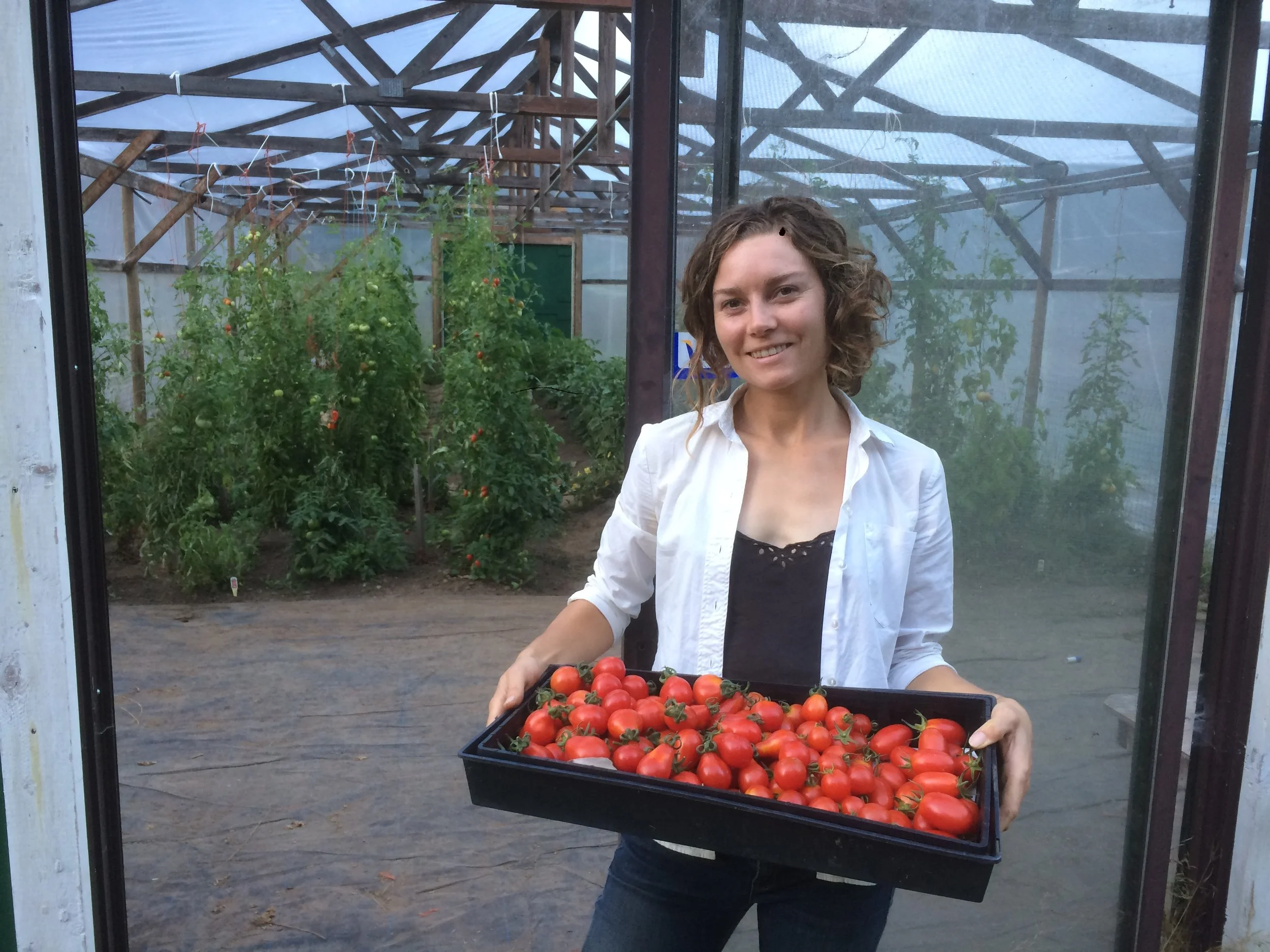 Harvesting tomatoes at Wishing Well Farm, 2018