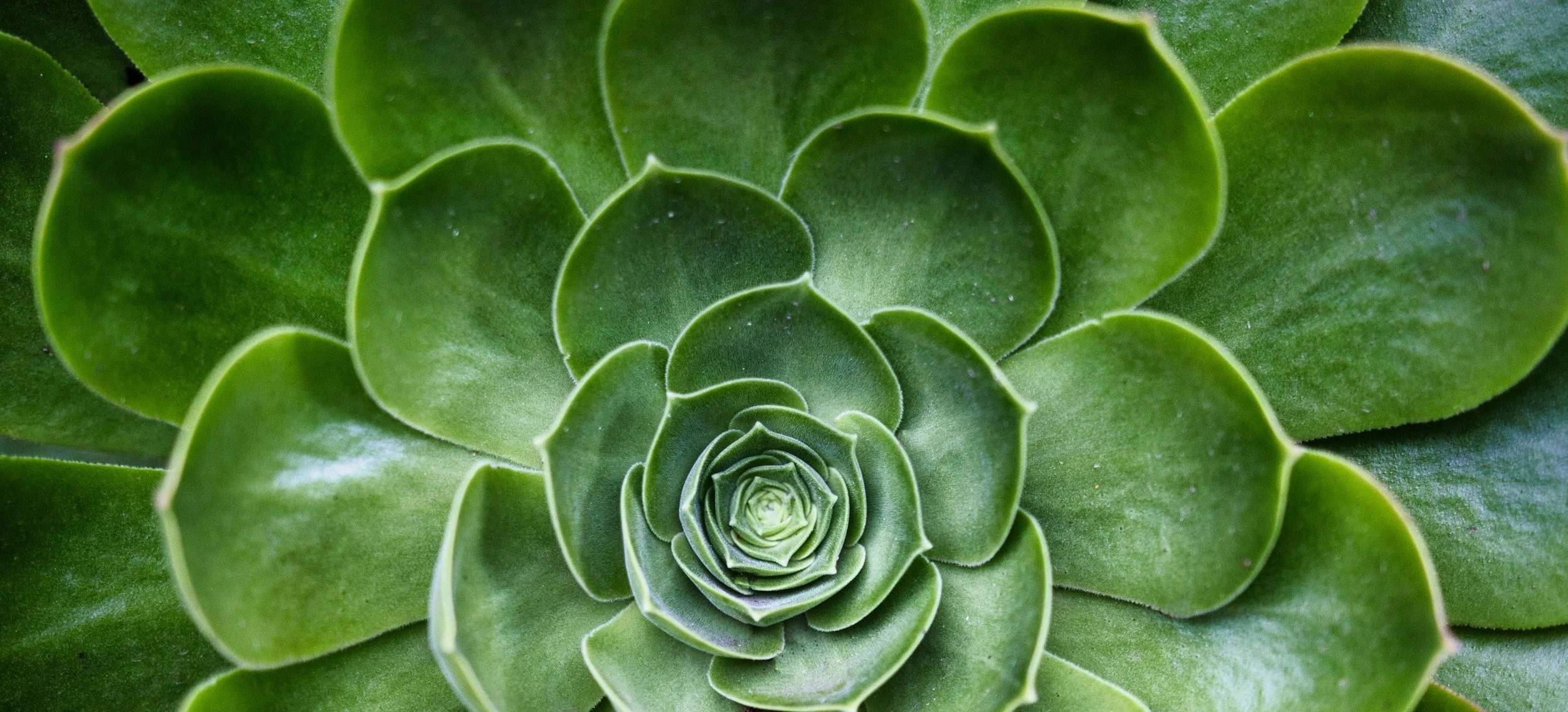 Close-up of a green succulent plant with layered, fleshy leaves arranged in a spiral pattern.