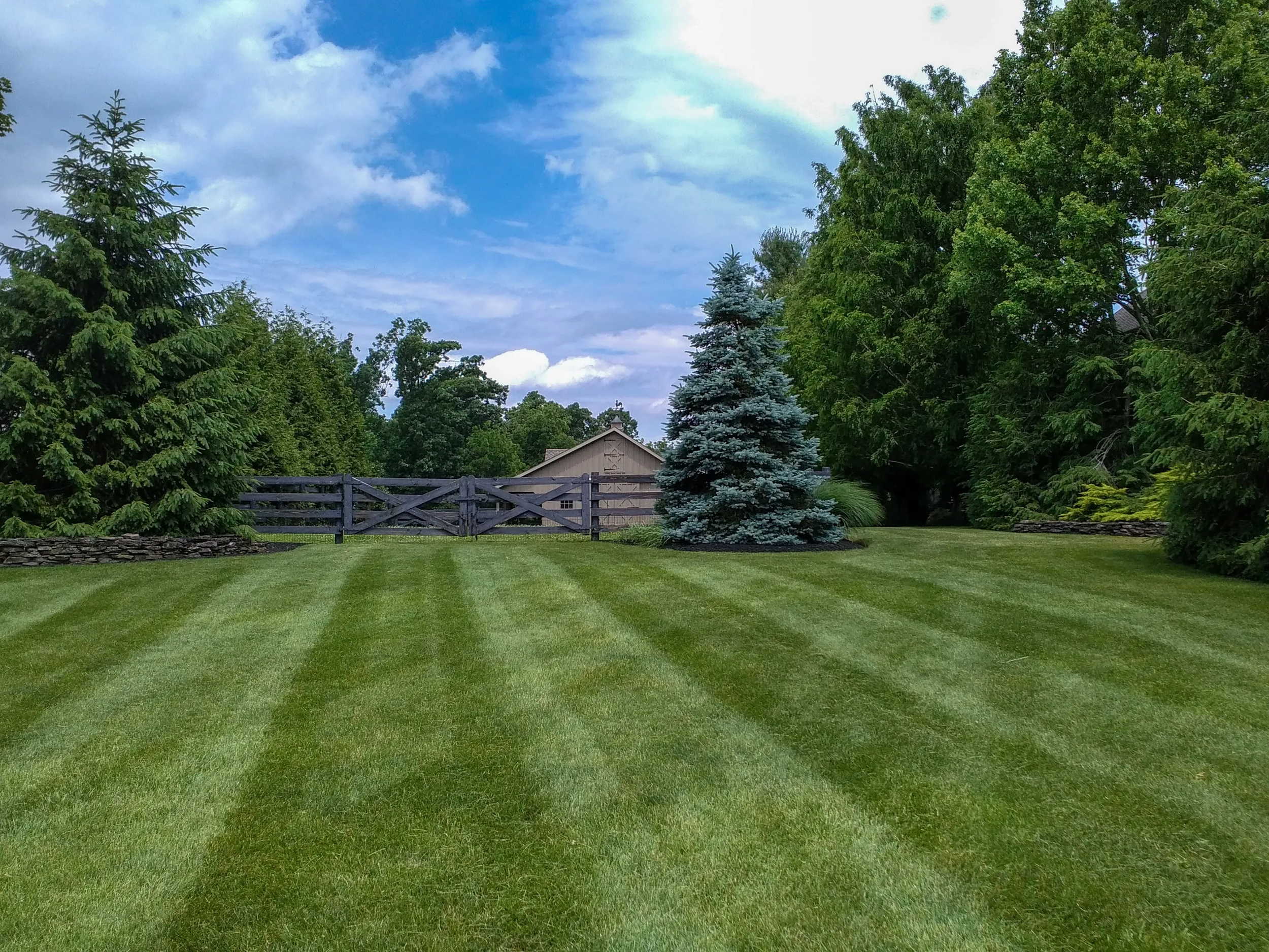 A well-maintained lawn with evenly cut grass in front of a large blue-green pine tree, surrounded by lush green trees and bushes. A gray wooden fence and a small shed are visible in the background under a partly cloudy sky.
