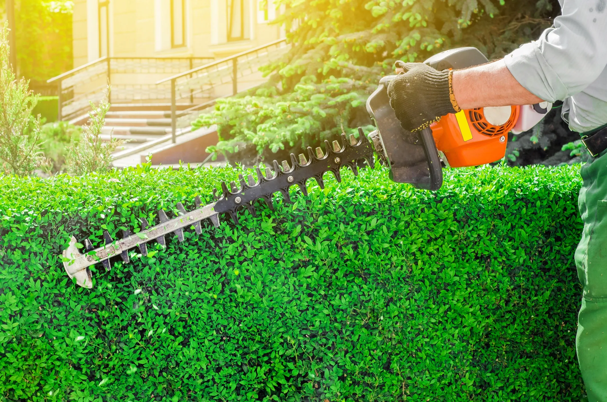 A person trimming a green hedge with electric hedge trimmers outdoors during daytime.